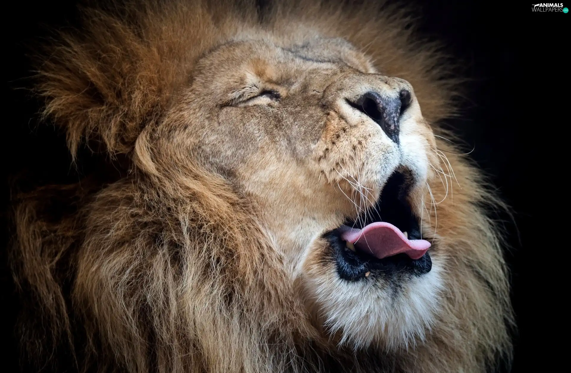 Lion, Tounge