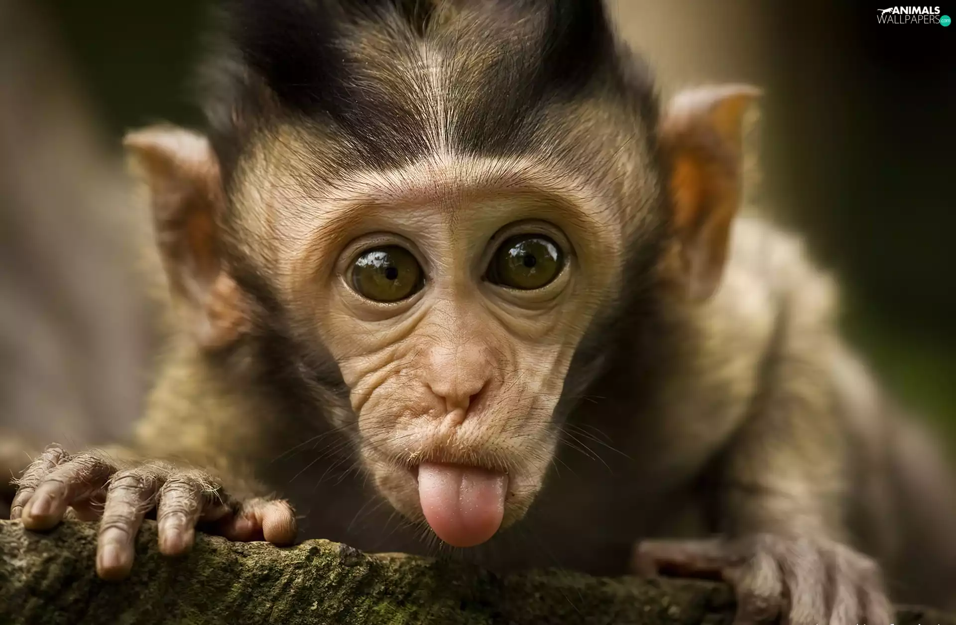 Tounge, small, Monkey