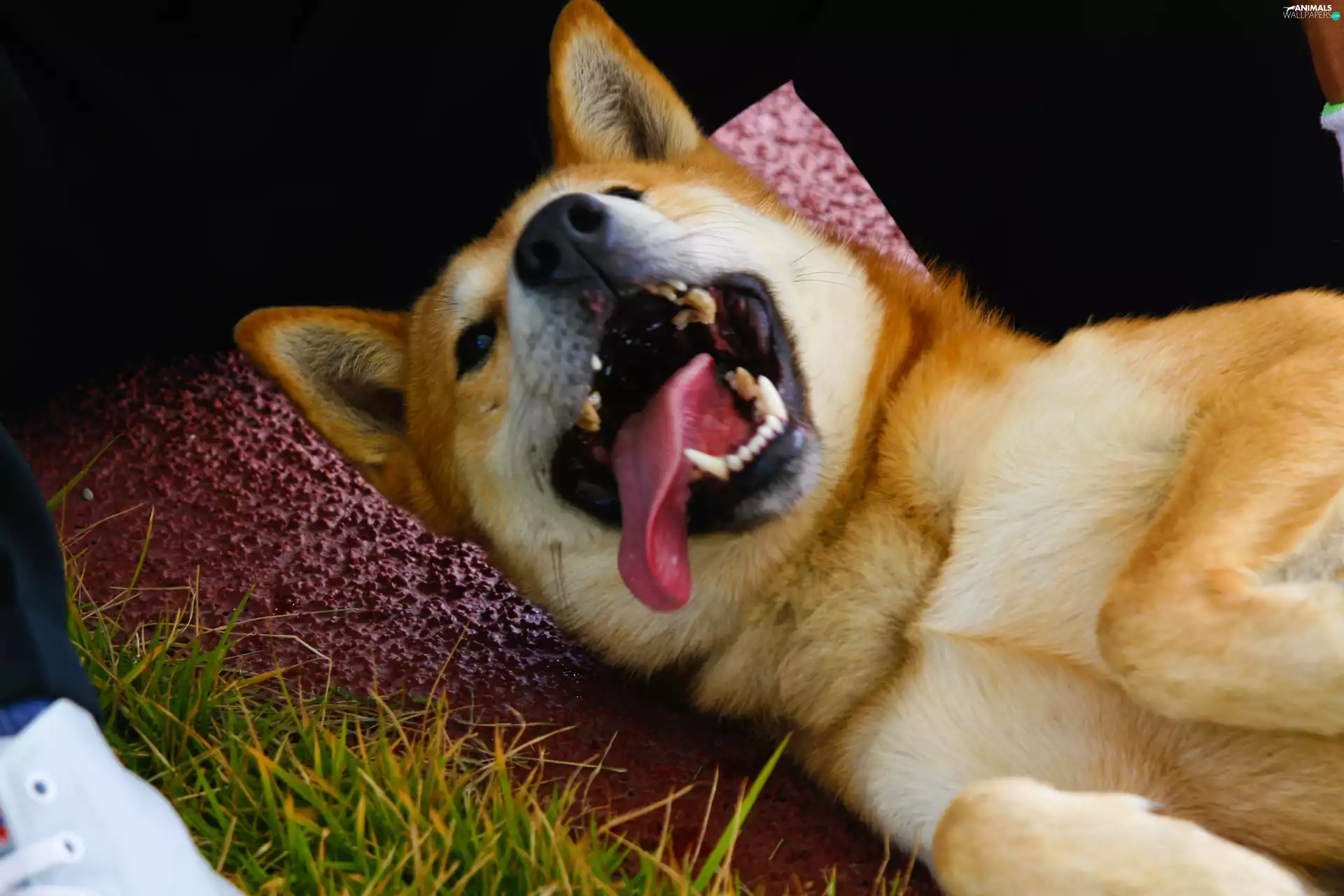 mouth, canines, Jindo, Tounge