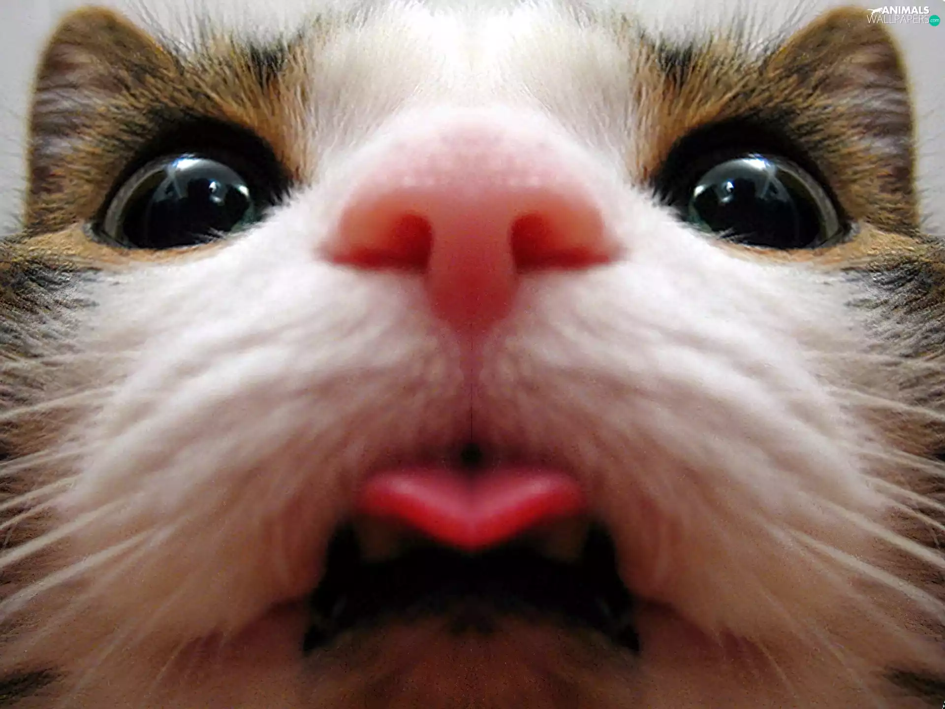 Tounge, kitten, mouth