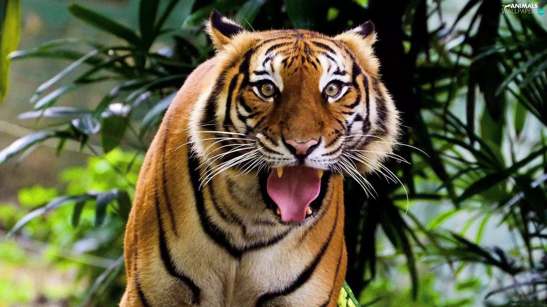 Tounge, tiger, mouth