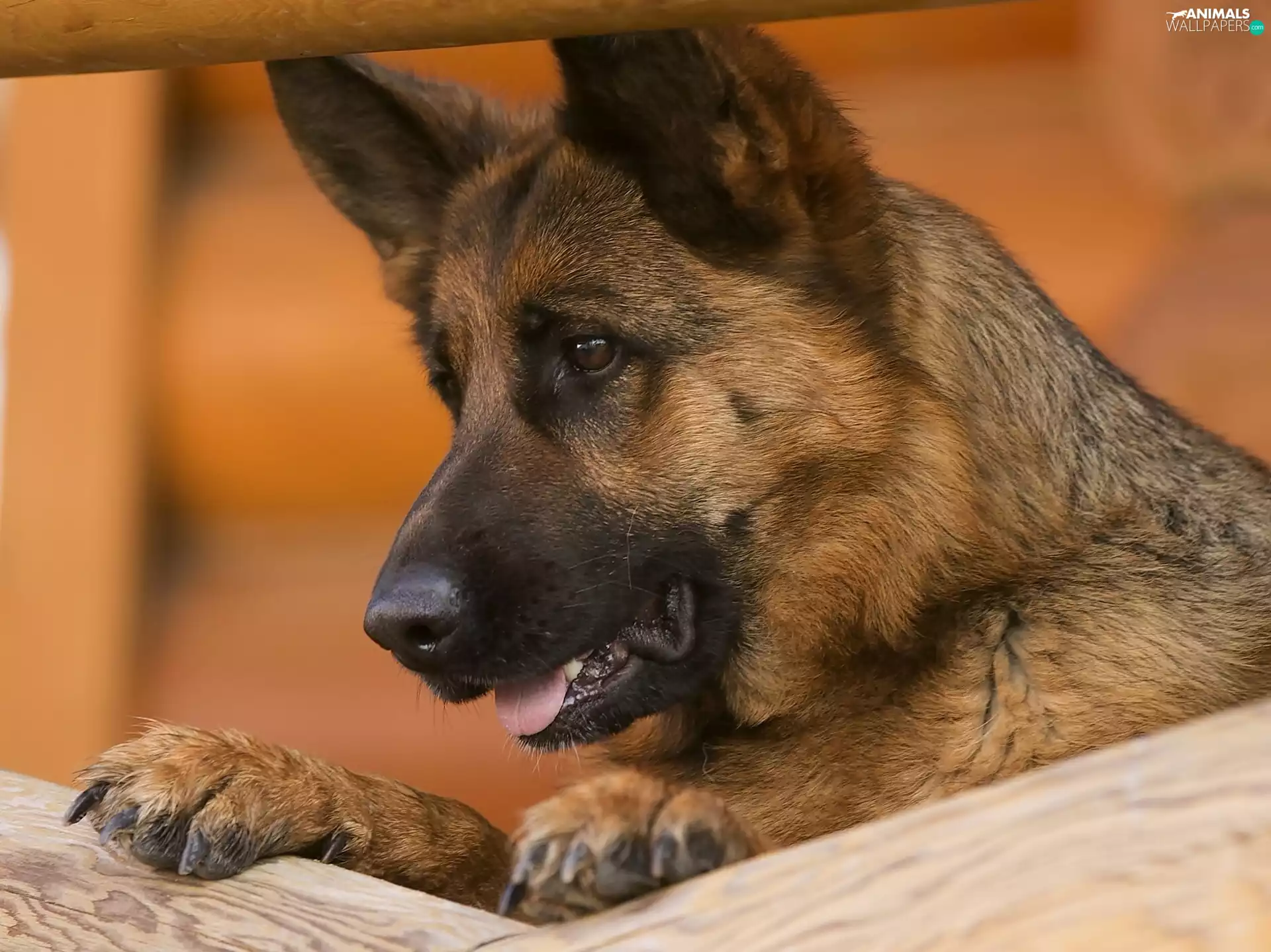 muzzle, sheep-dog, Tounge