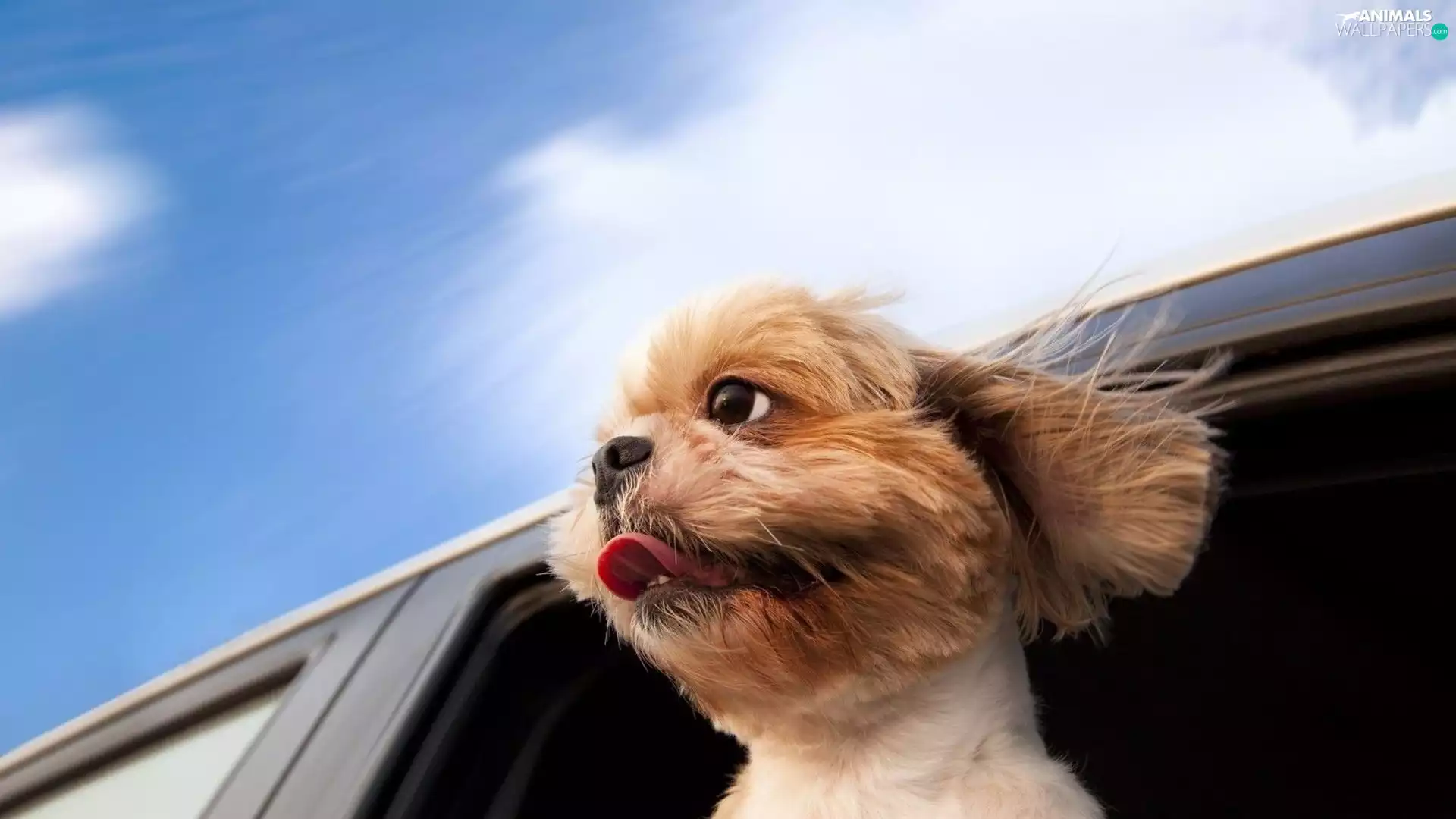 Window, dog, mouth, Tounge, car, Open