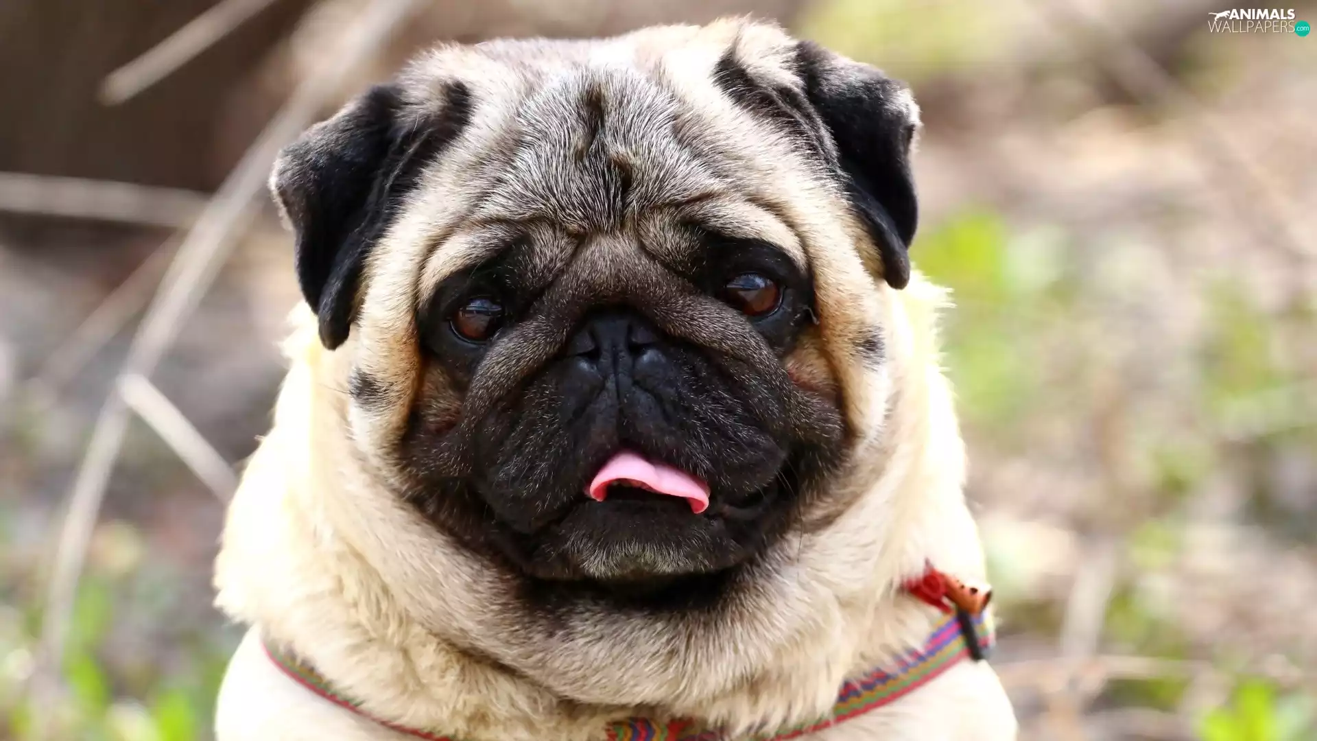 Tounge, dog, pug