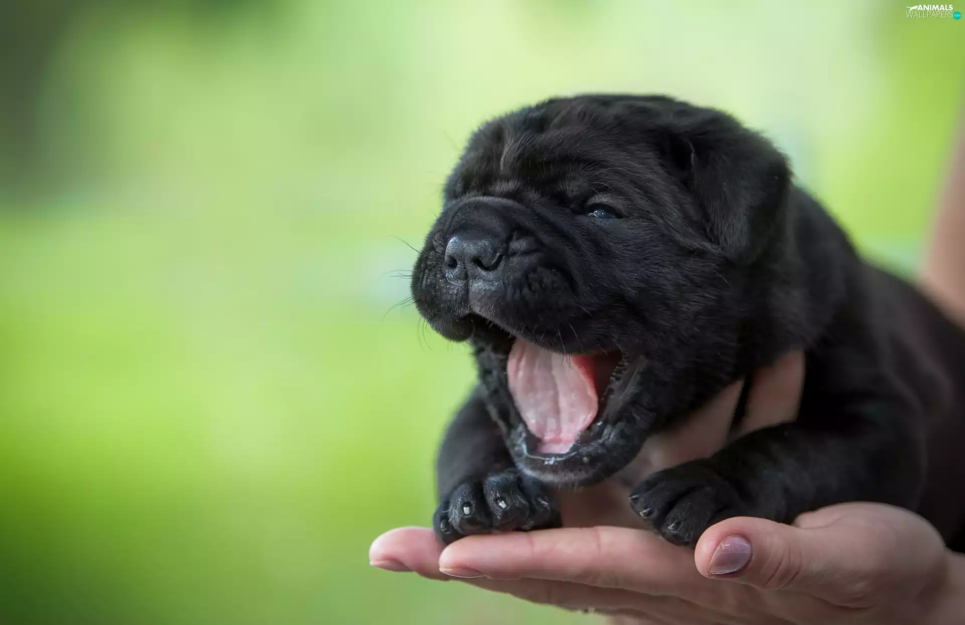 puppie, hand, Nowofundland, Tounge