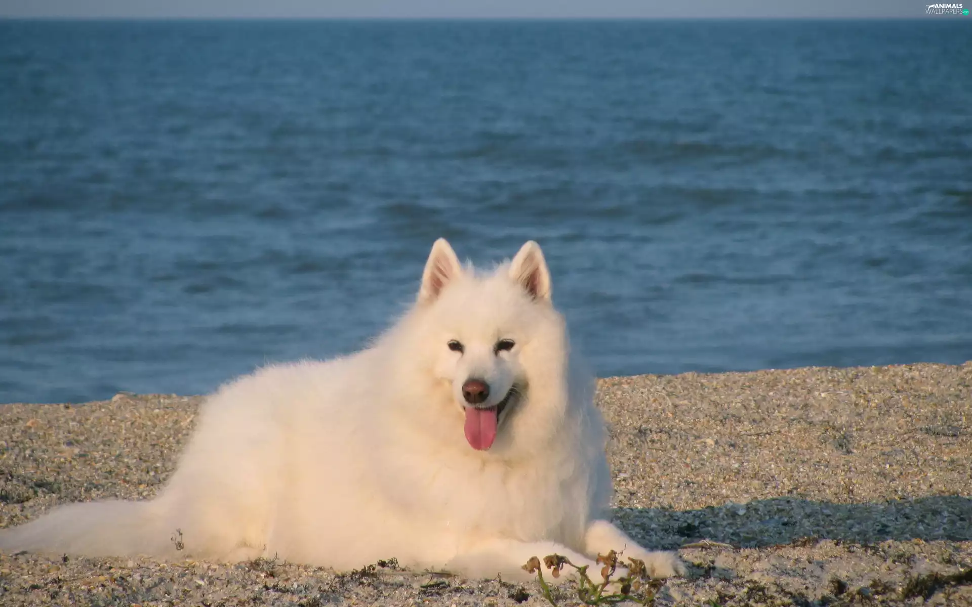 Samojed, Blue, water, Tounge