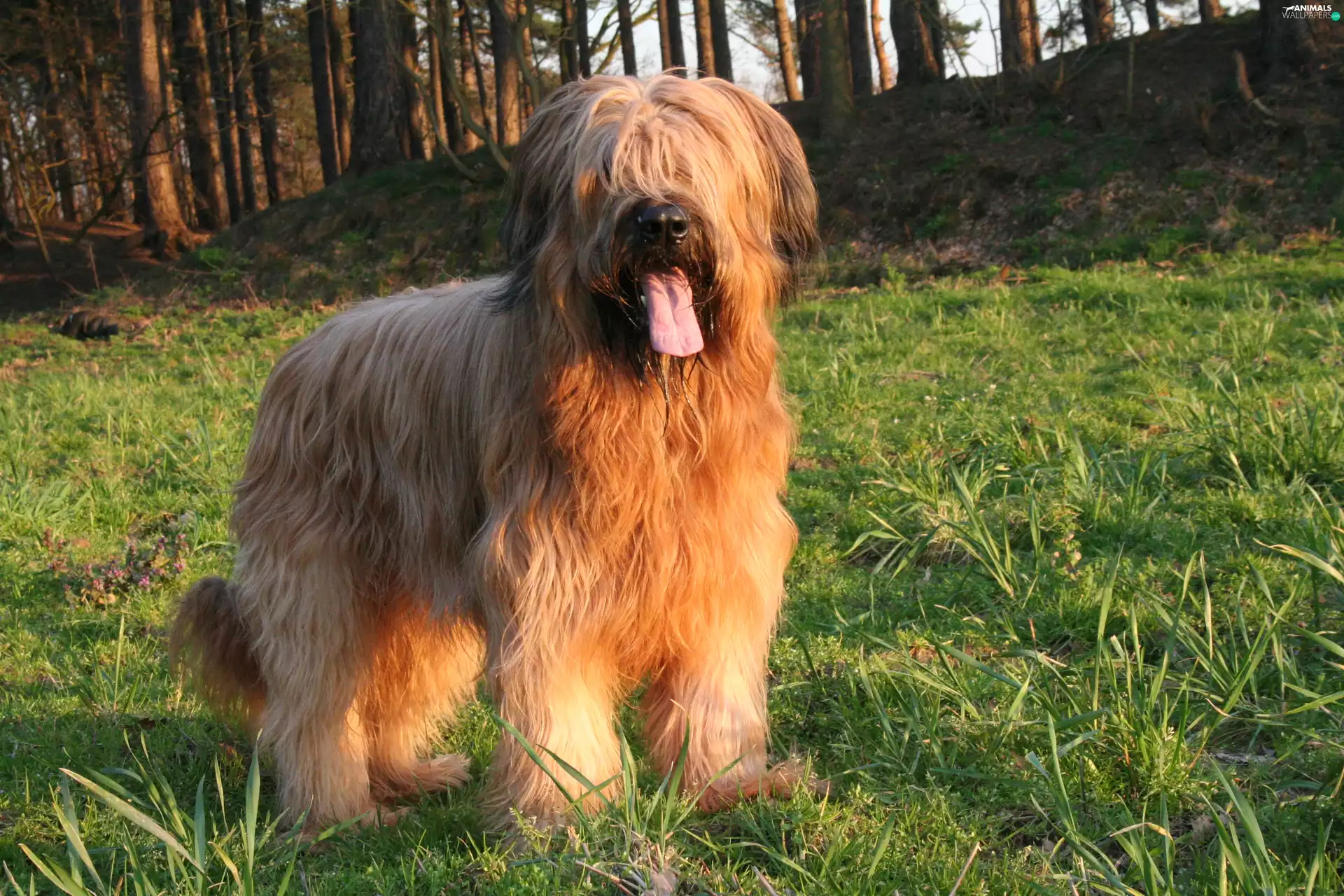 Shepherd French Briard, Tounge