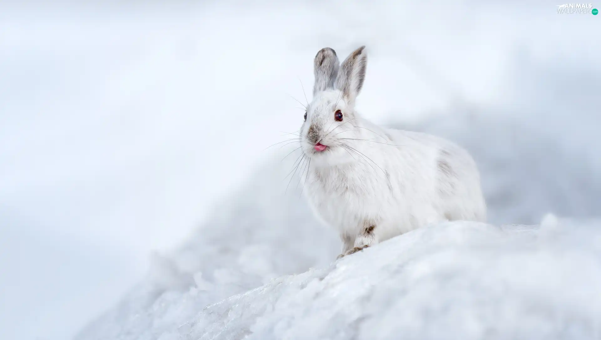 White, Tounge, snow, Wild Rabbit
