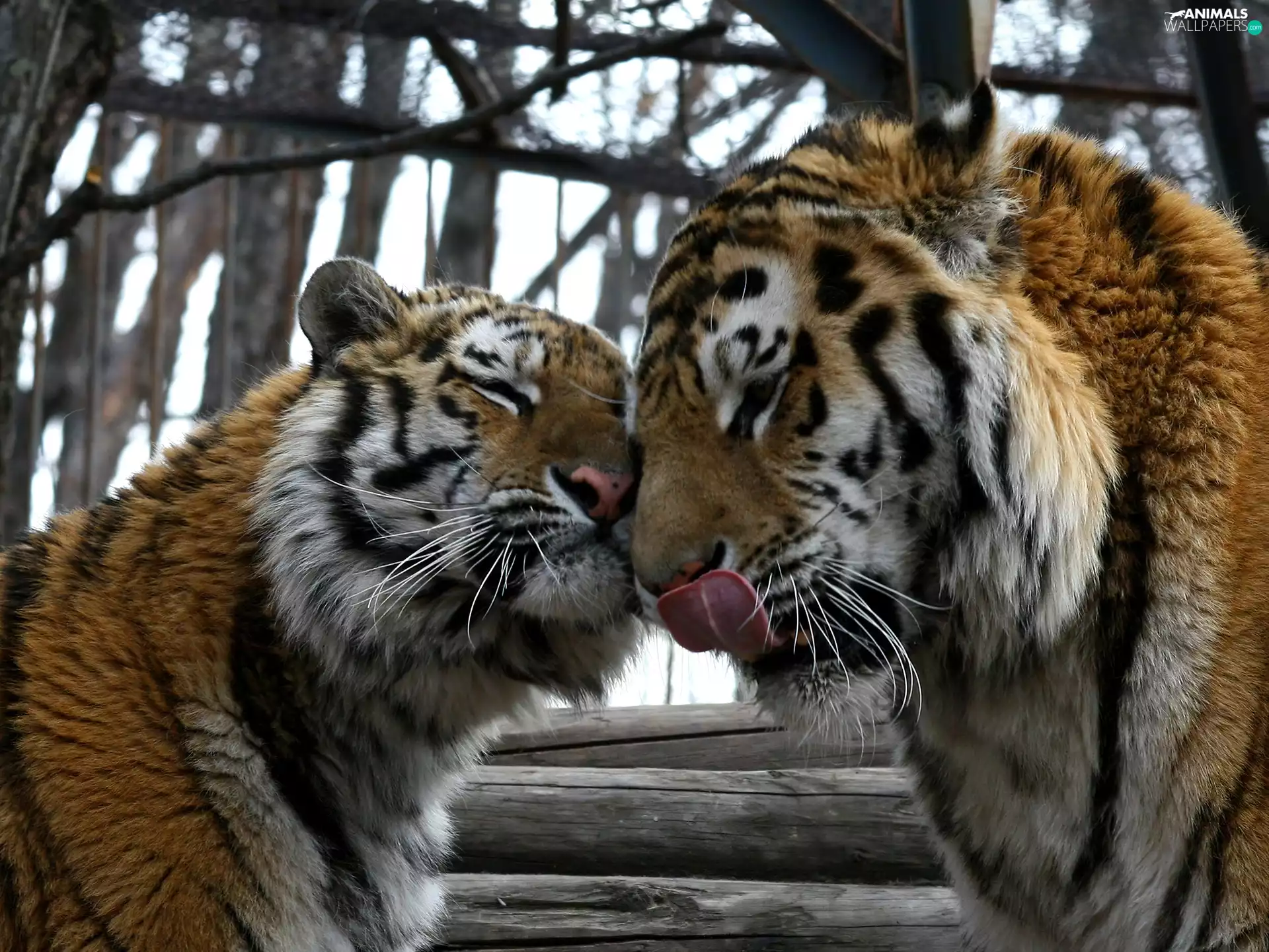 Tounge, tigress, Steam