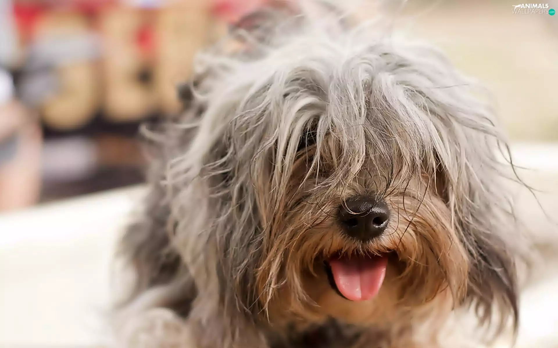 Tounge, dog, terrier