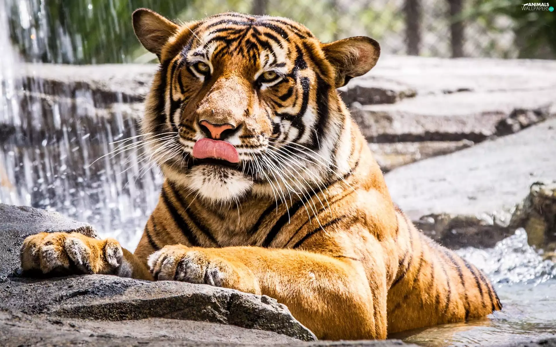 Tounge, cat, tiger