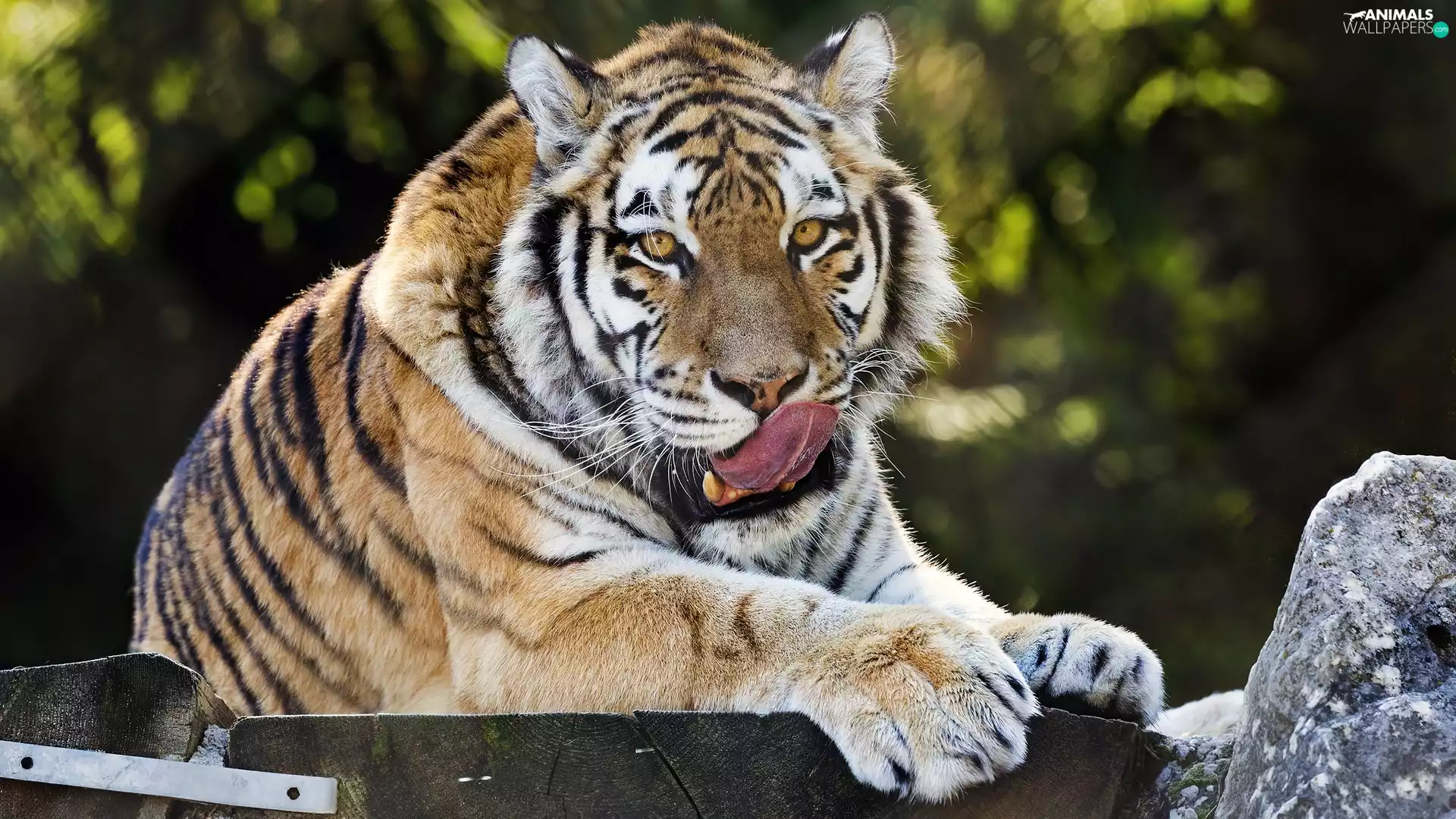 Tounge, lying, tiger