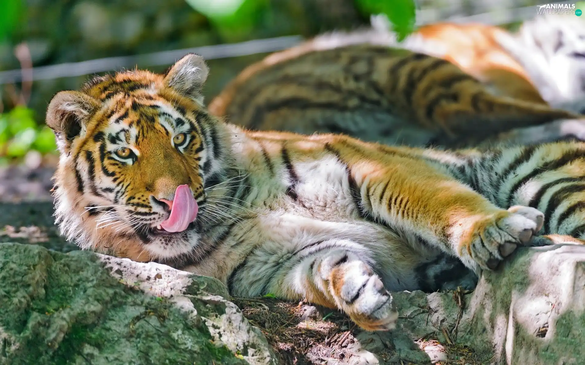 tiger, Tounge