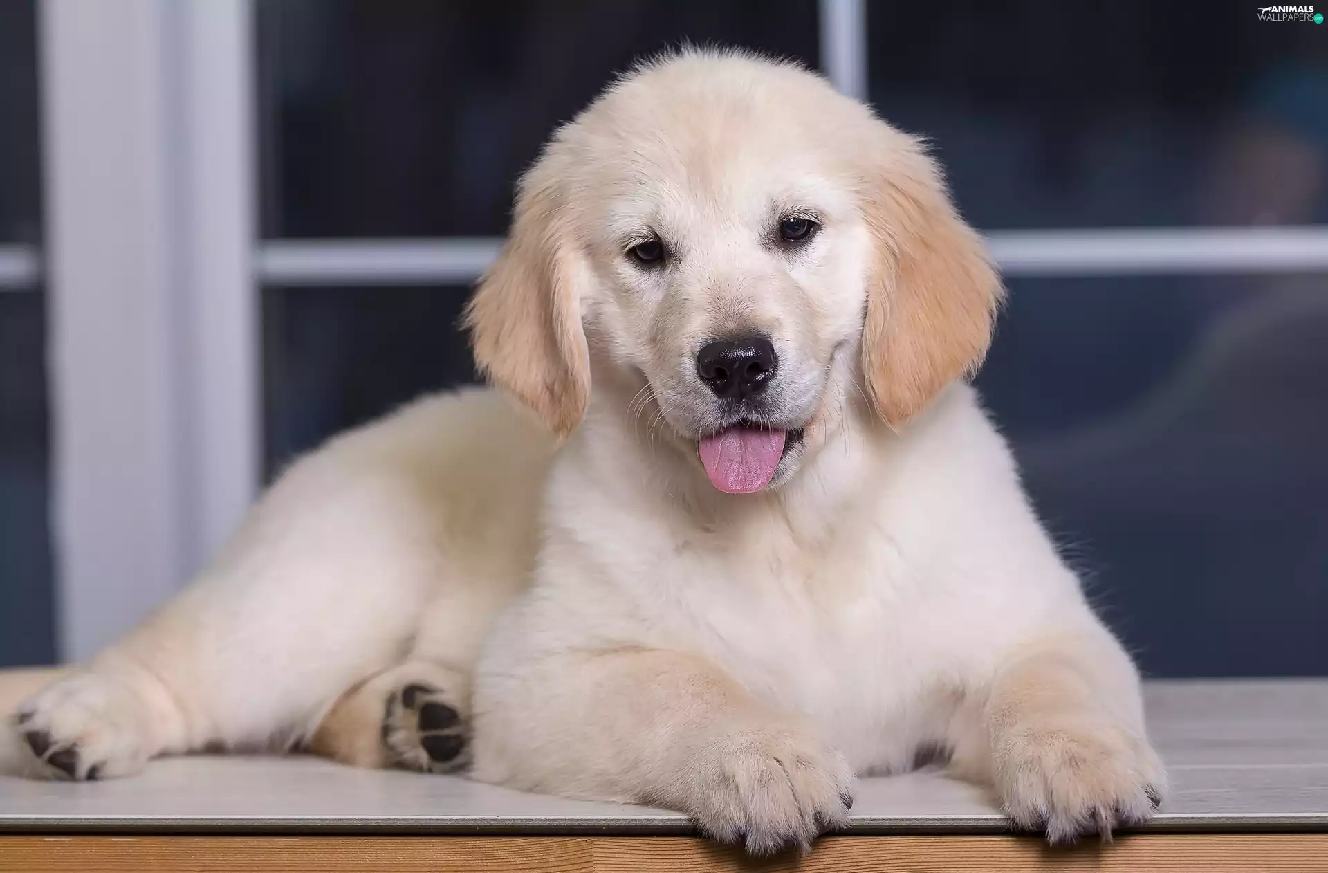 Puppy, Tounge, Window, Golden Retriever