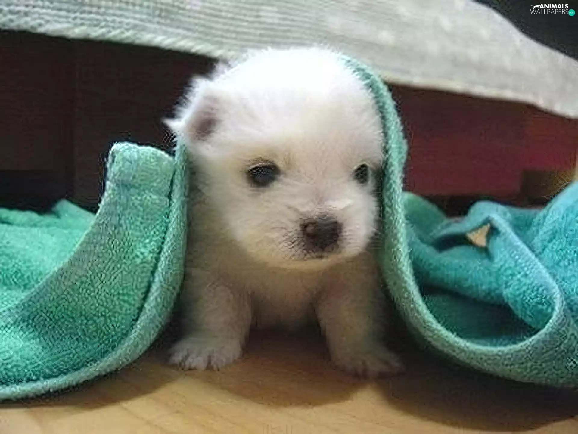 Bichon frise, doggy, Towel