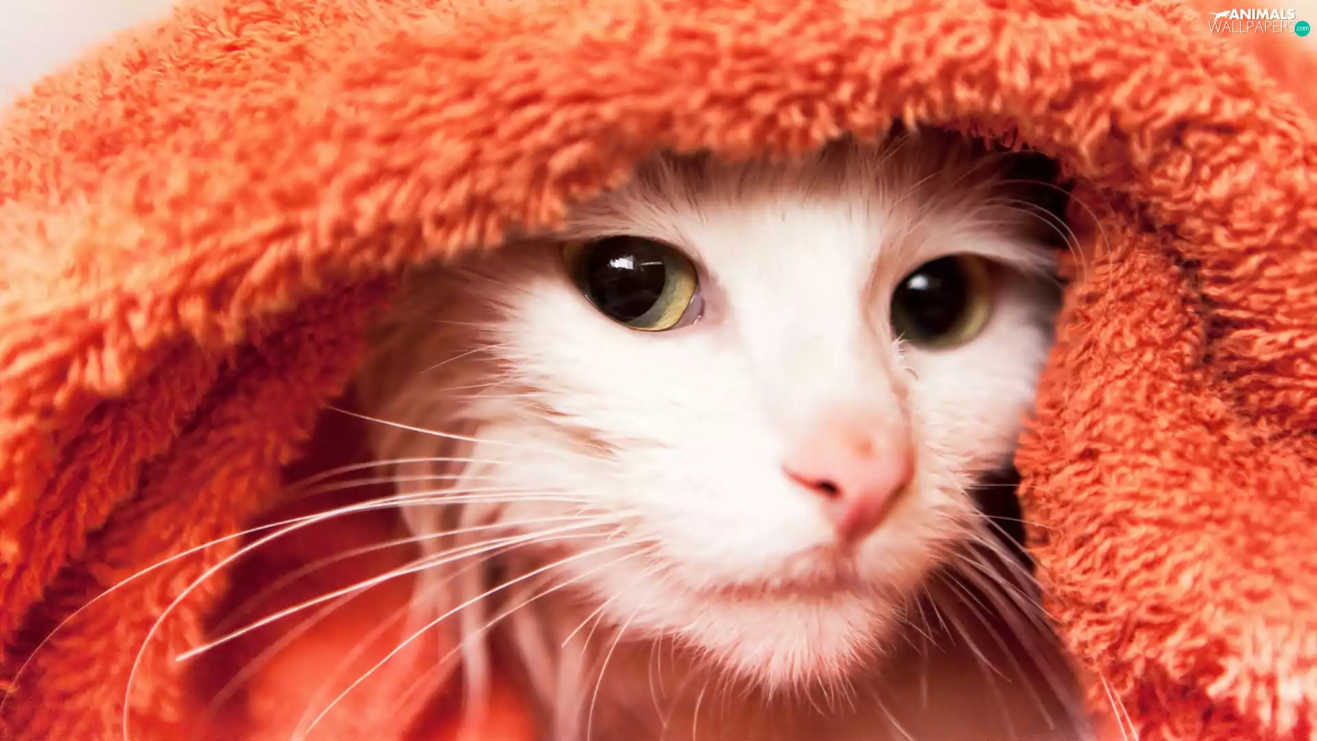 muzzle, Towel, cat, Eyes, White