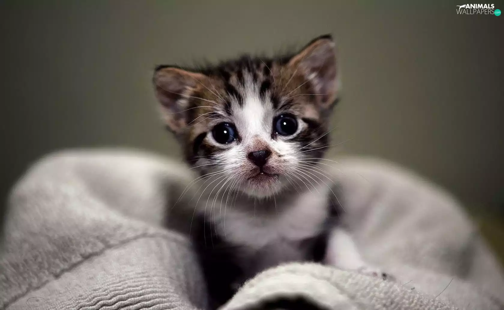 Towel, honeyed, kitten