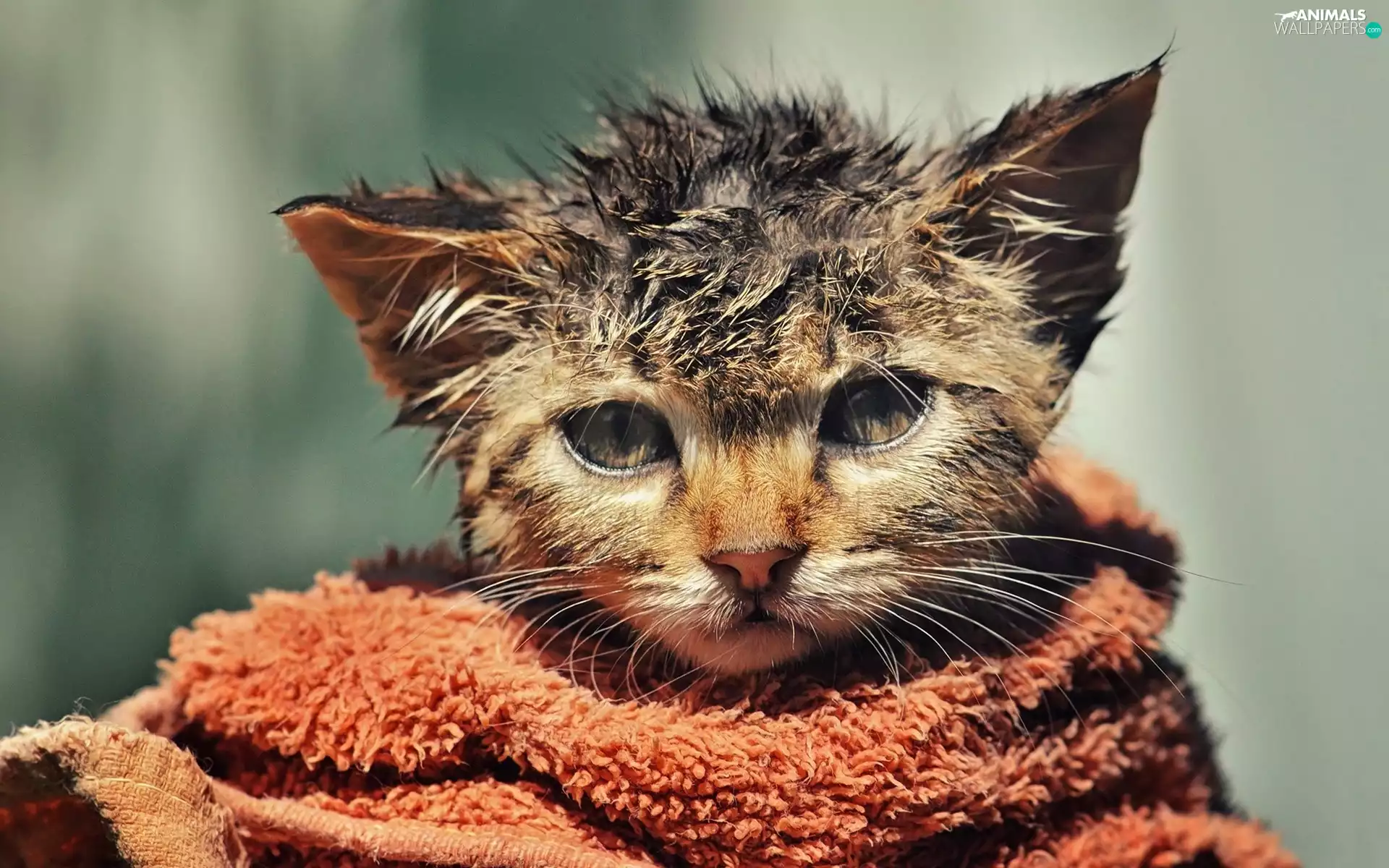Towel, wet, kitten