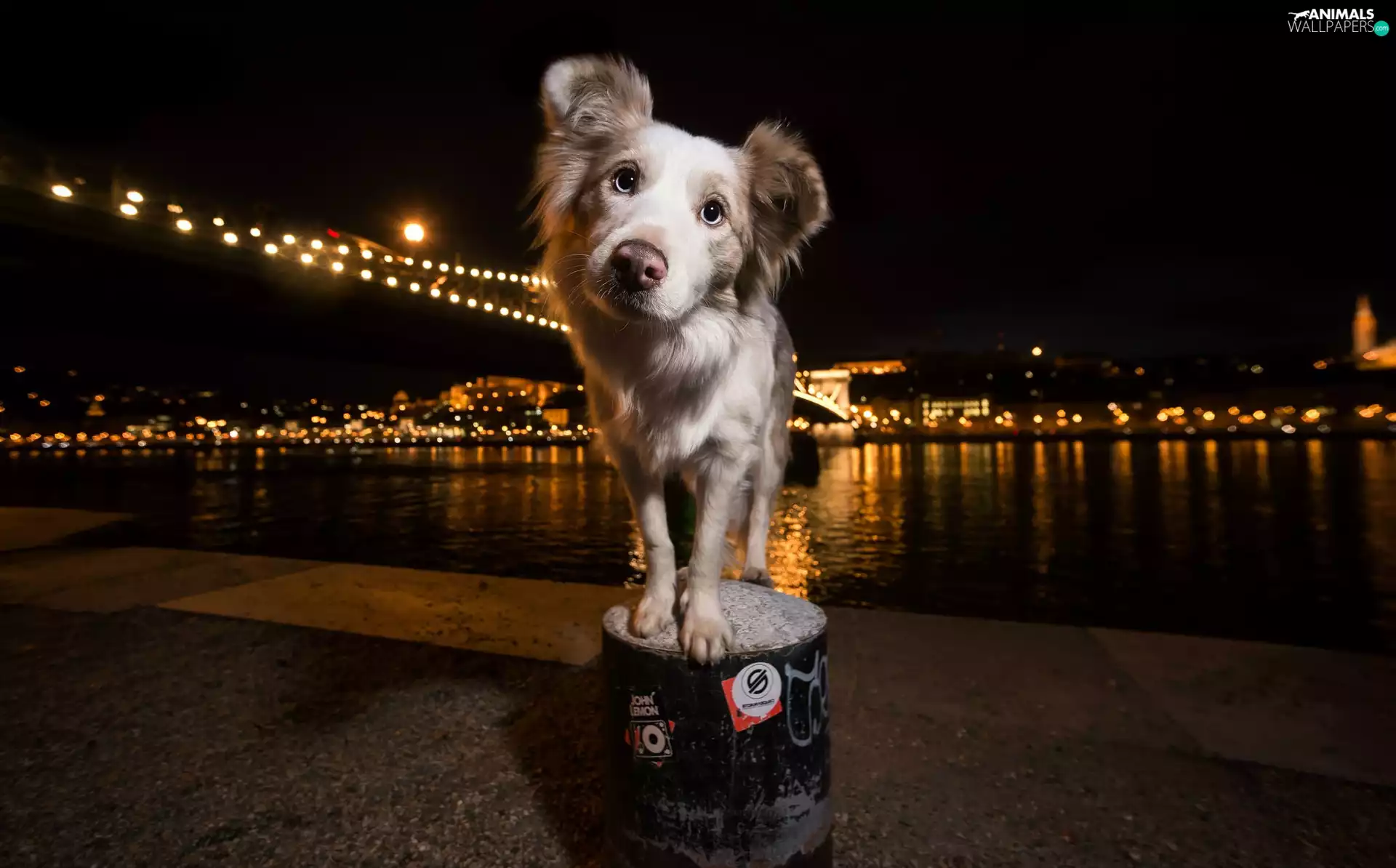 dog, light, Night, Town
