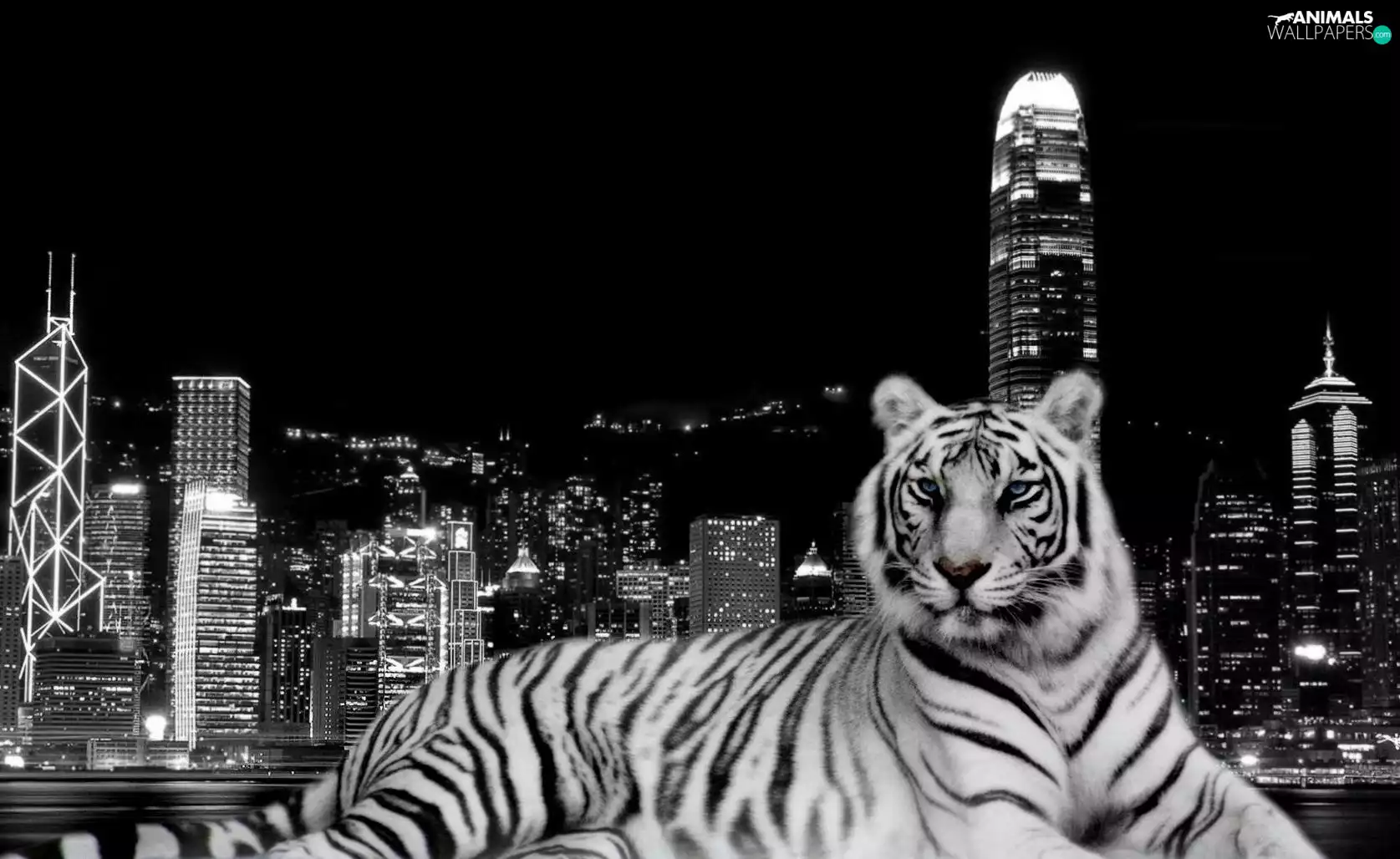 Town, White, tiger