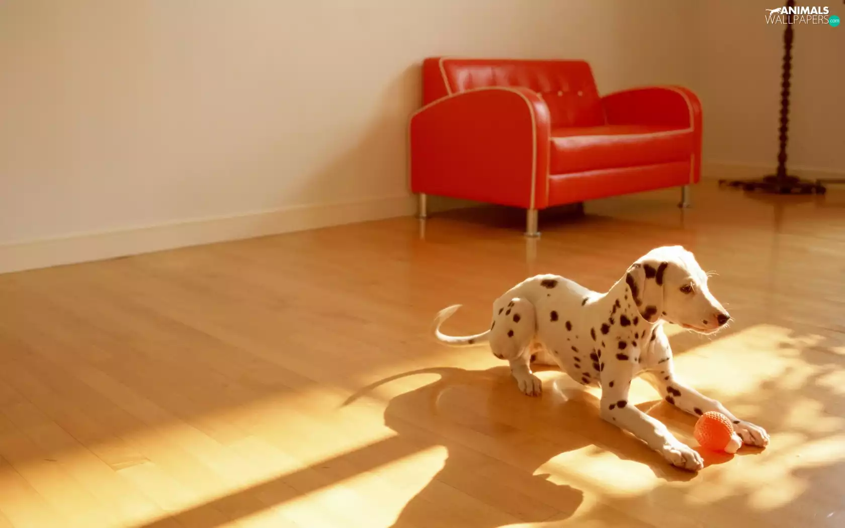 Dalmatian, Room, Armchair, toy