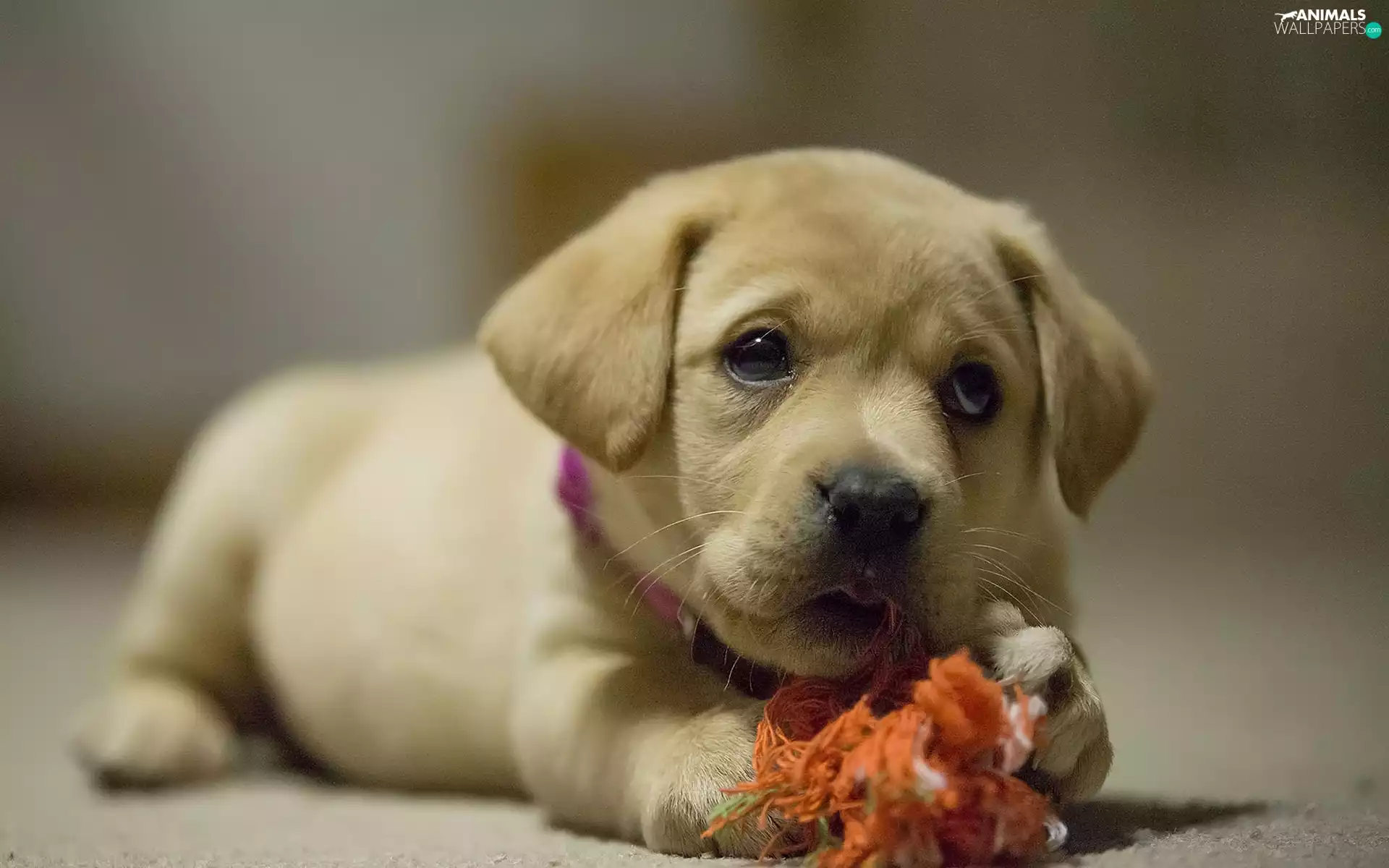toy, Puppy, disheveled