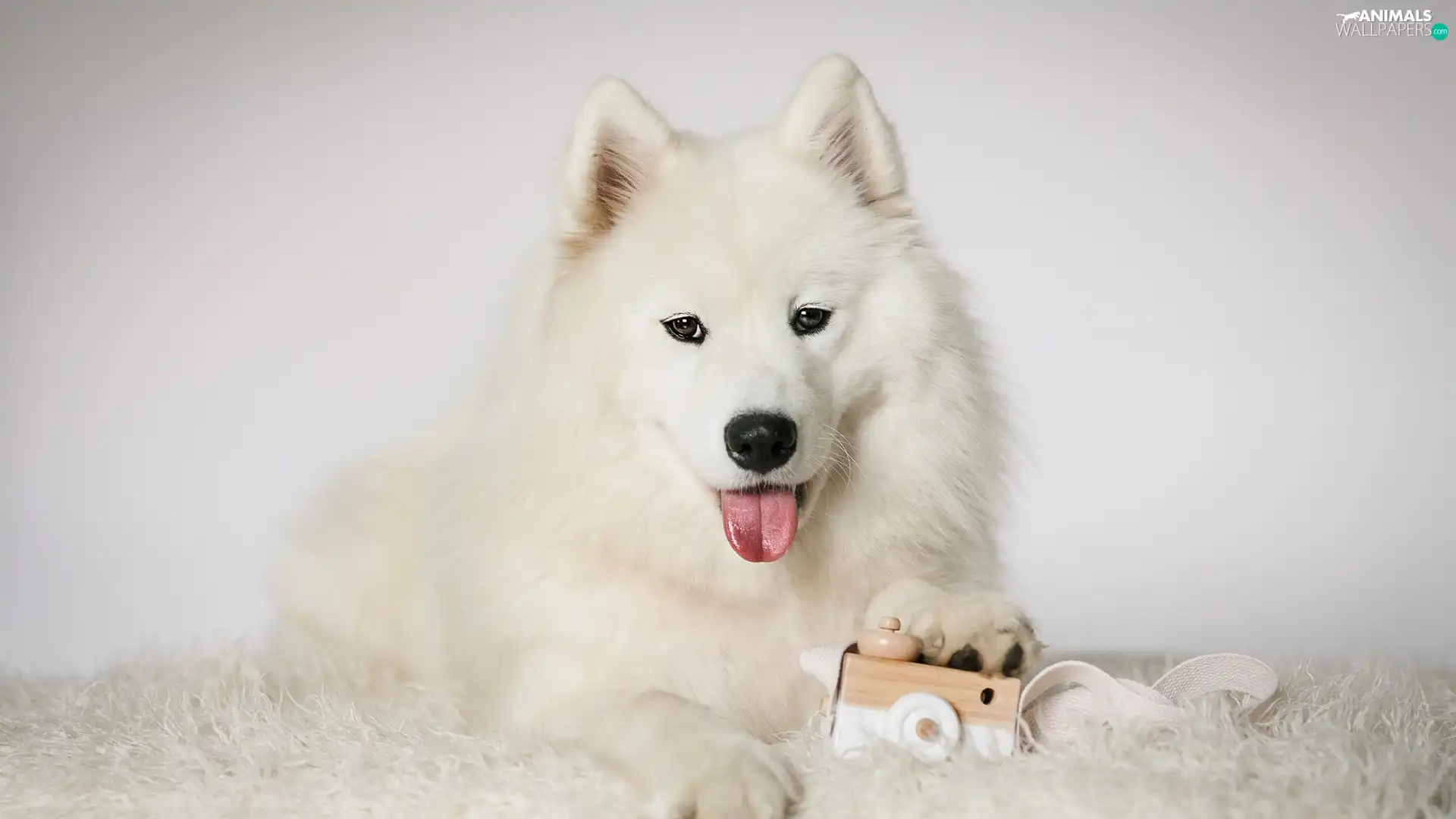 Samojed, White, muzzle, toy, Tounge, dog