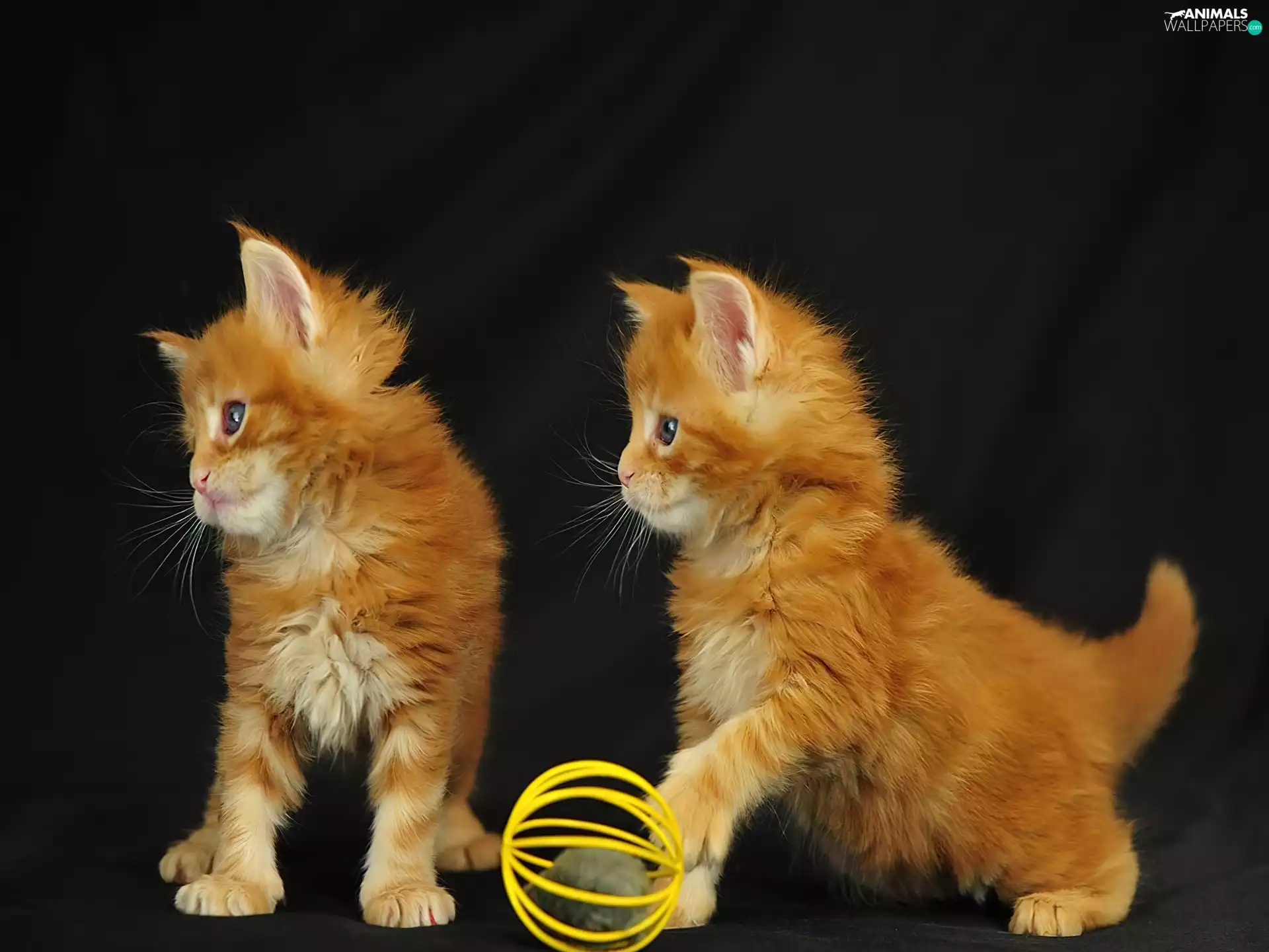 Two cars, puss, toy, little doggies