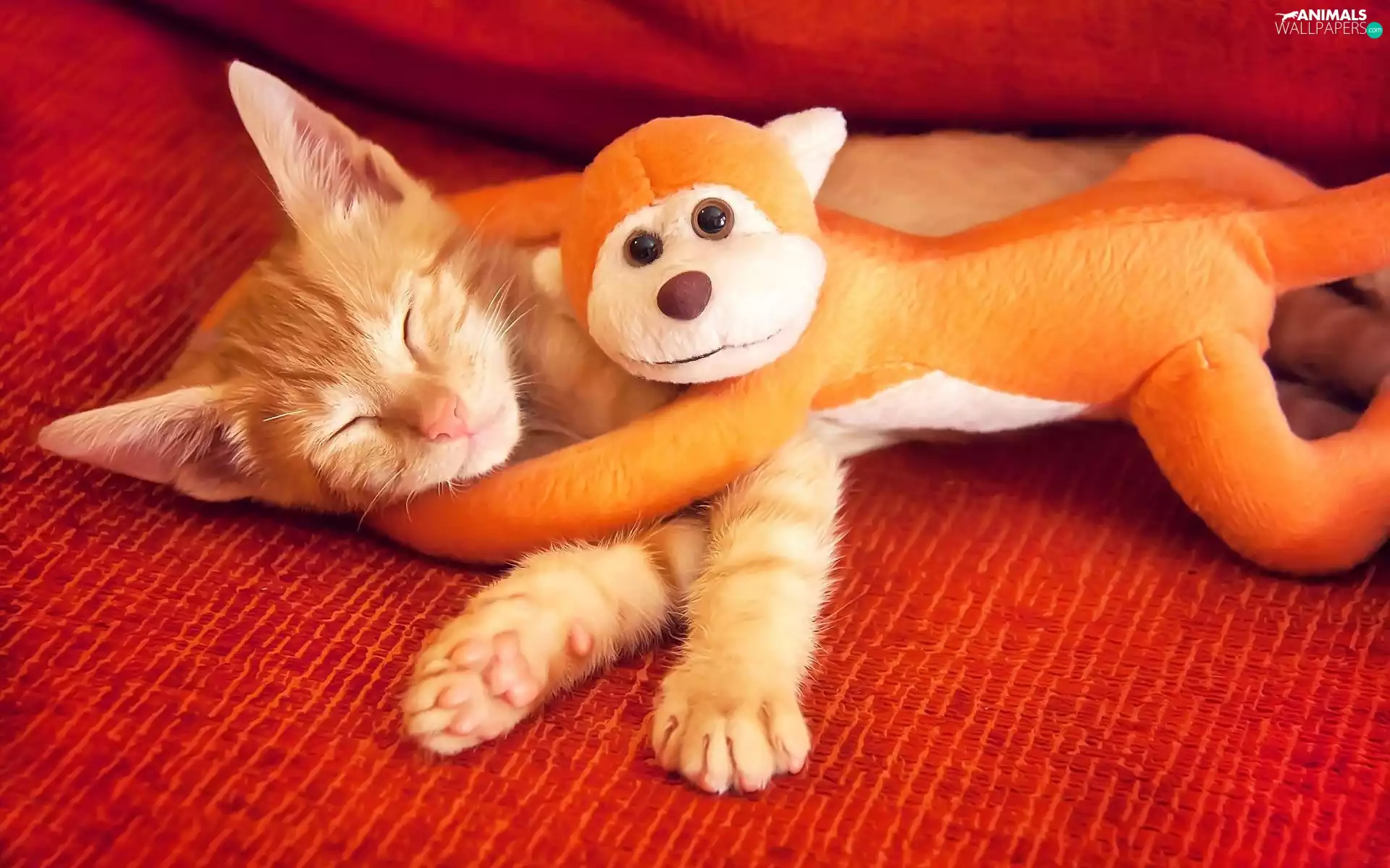 DBZ, Toy, ginger, cat, sleepy