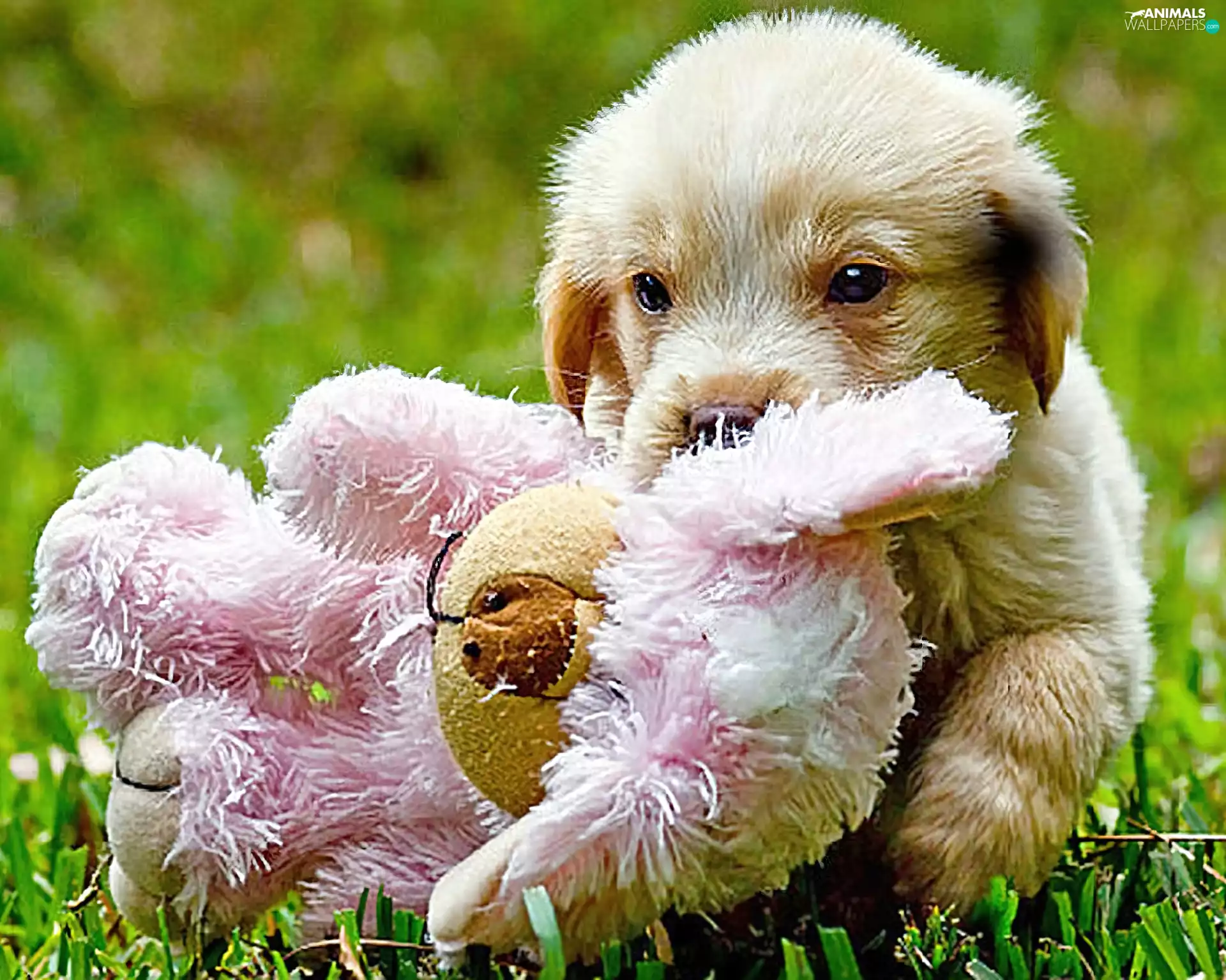grass, doggy, plush toy