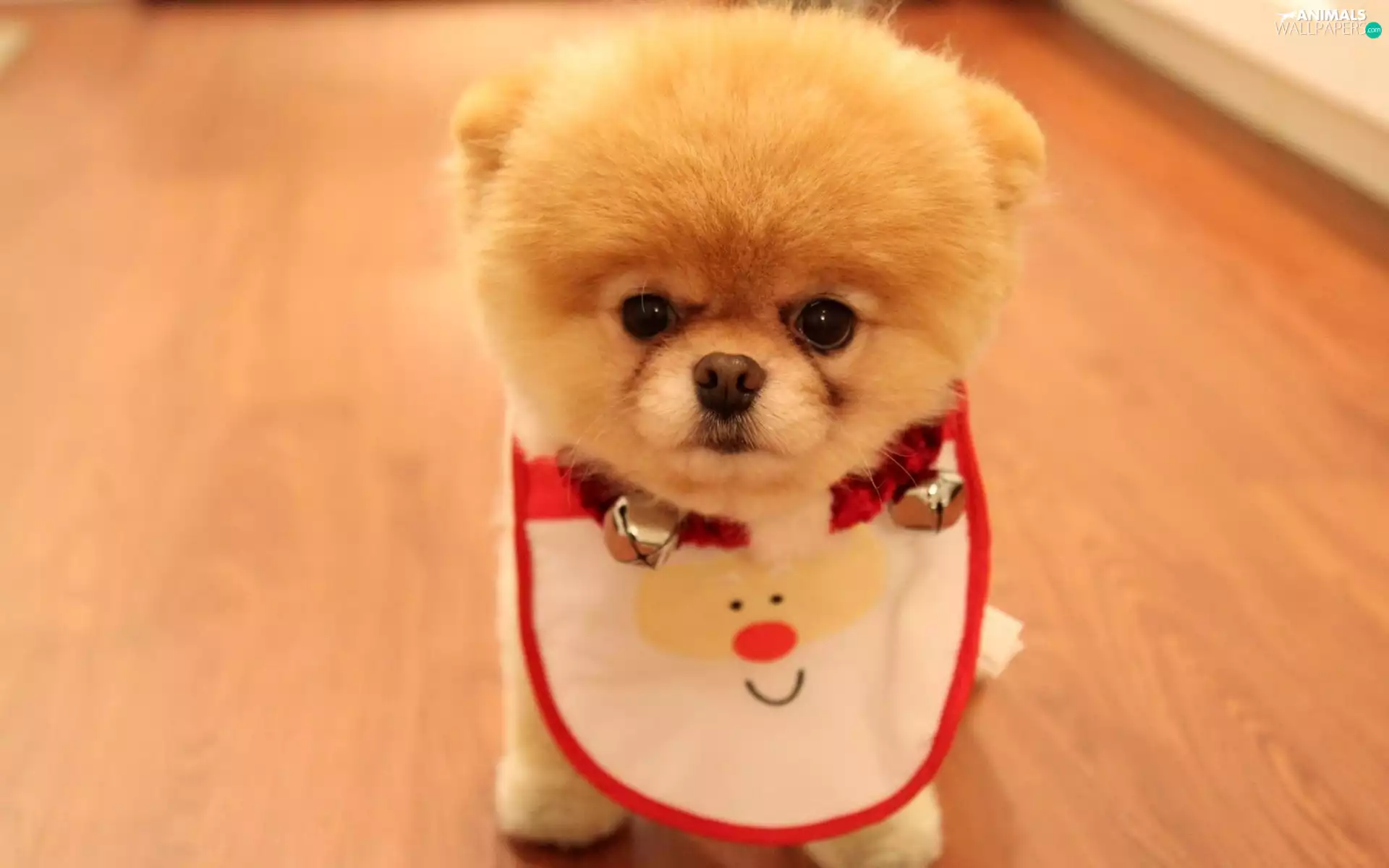 Pomeranian, bib, doggy, Toy Spitz, honeyed