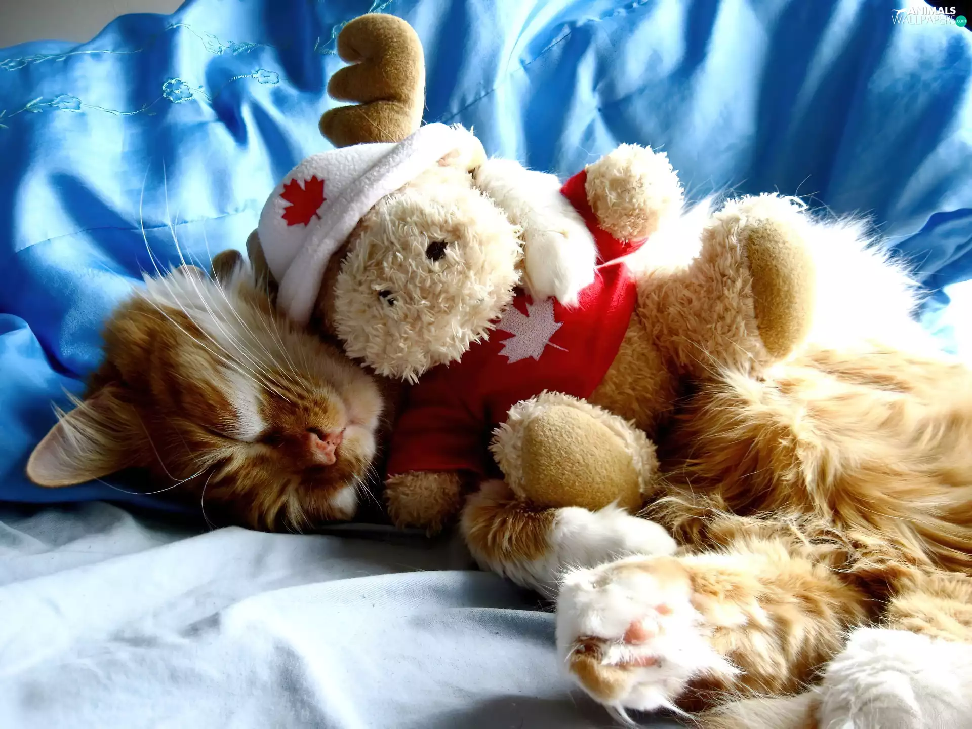 toy, sleepy, kitten