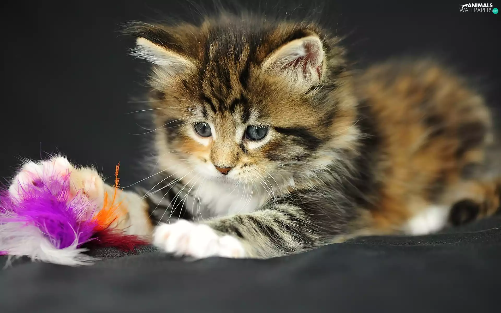 Maine Coon, kitten, toy