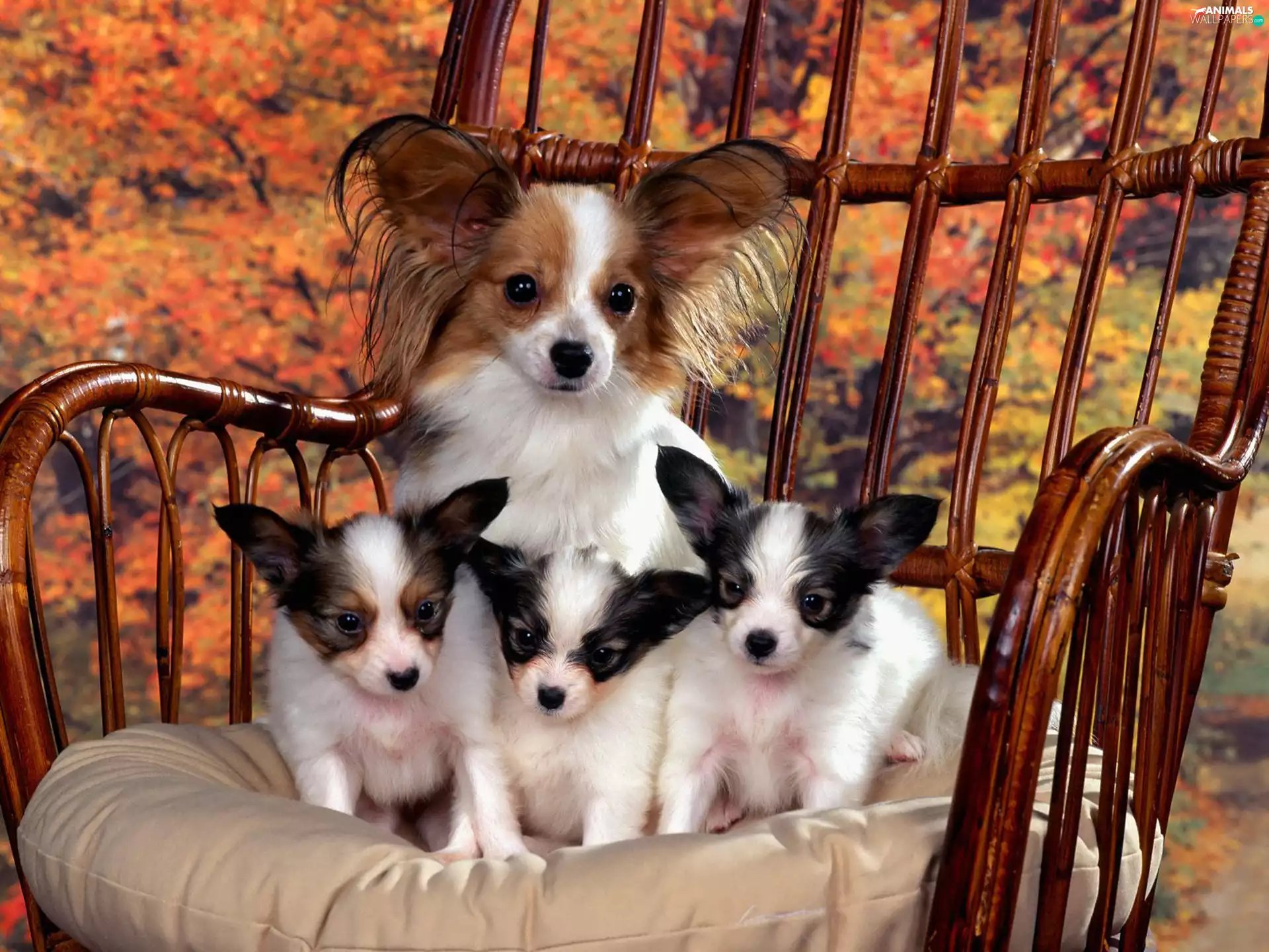 puppies, Miniature Continental Toy Spaniel Papillon