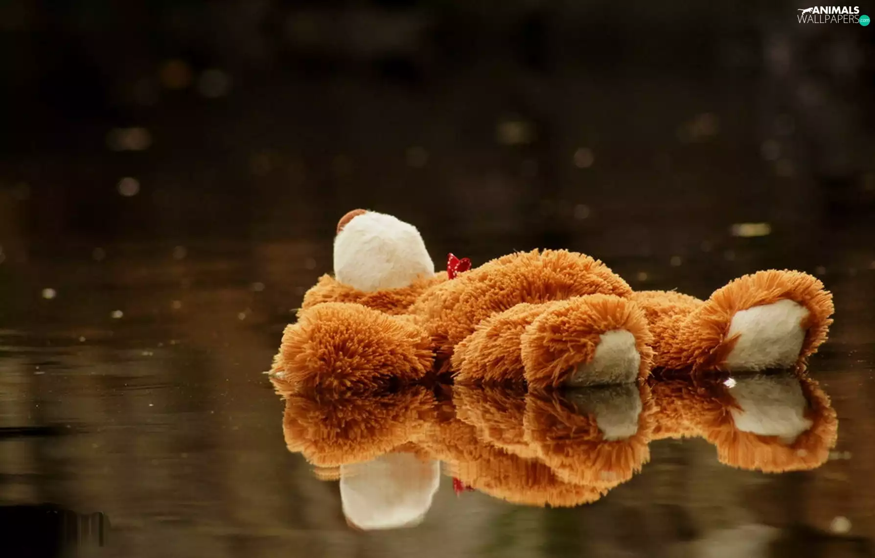 Plush, toy, puddle, teddy bear