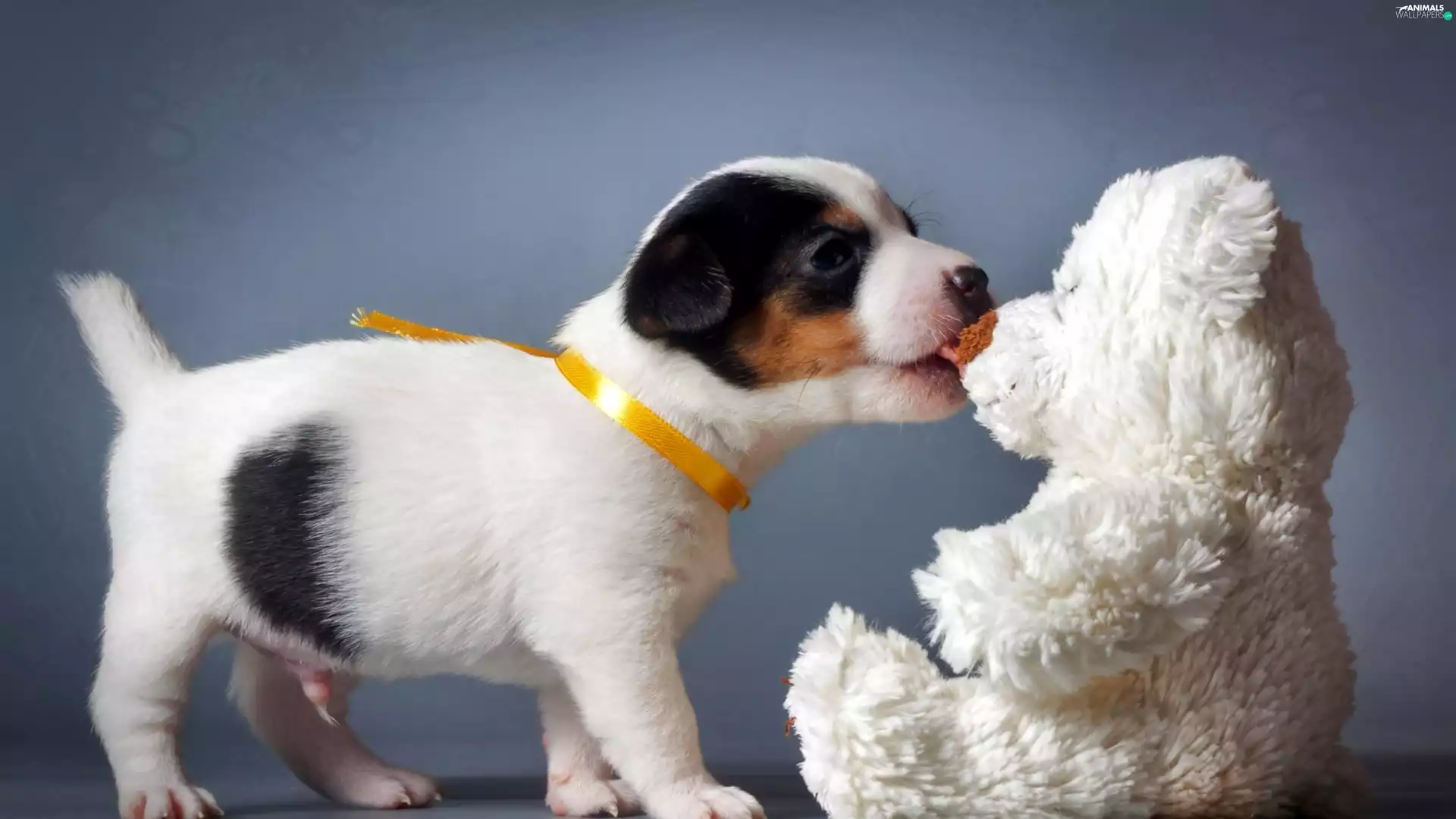 plush toy, puppie, teddy bear