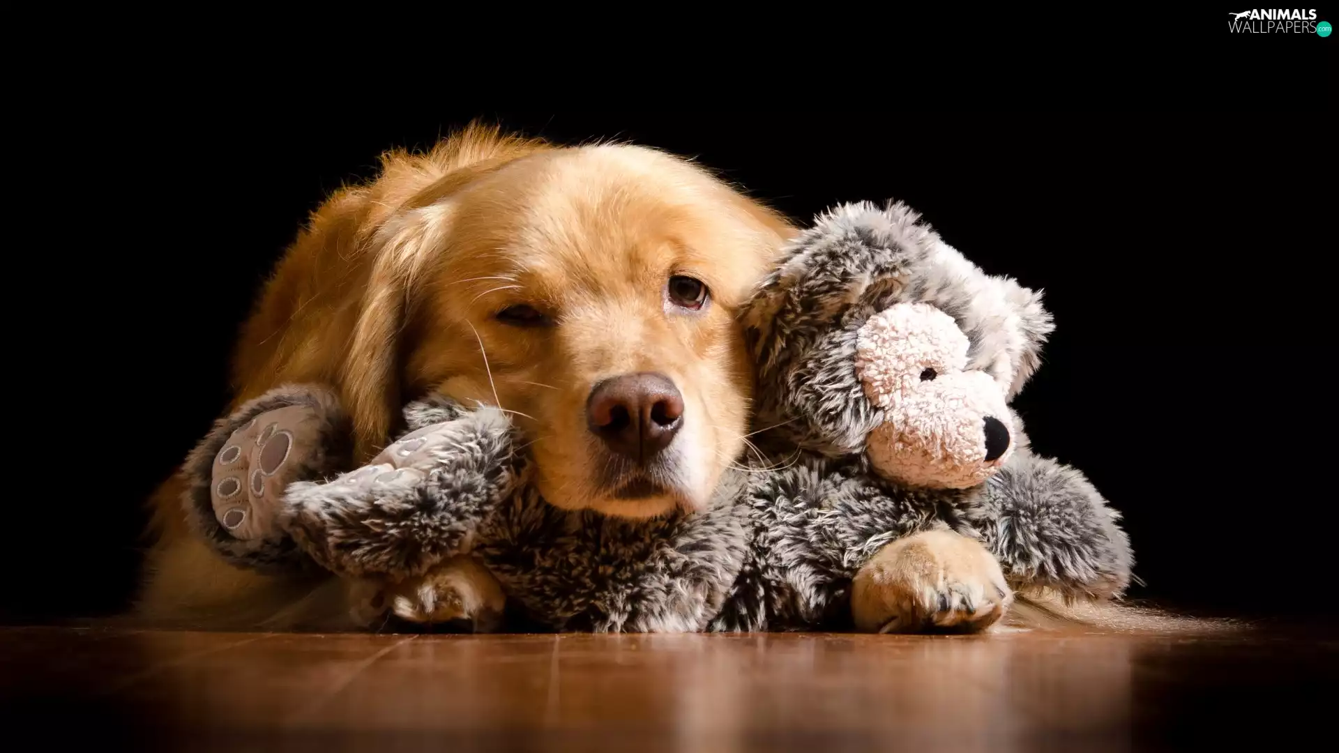 dog, plush toy, toy, Golden Retriever