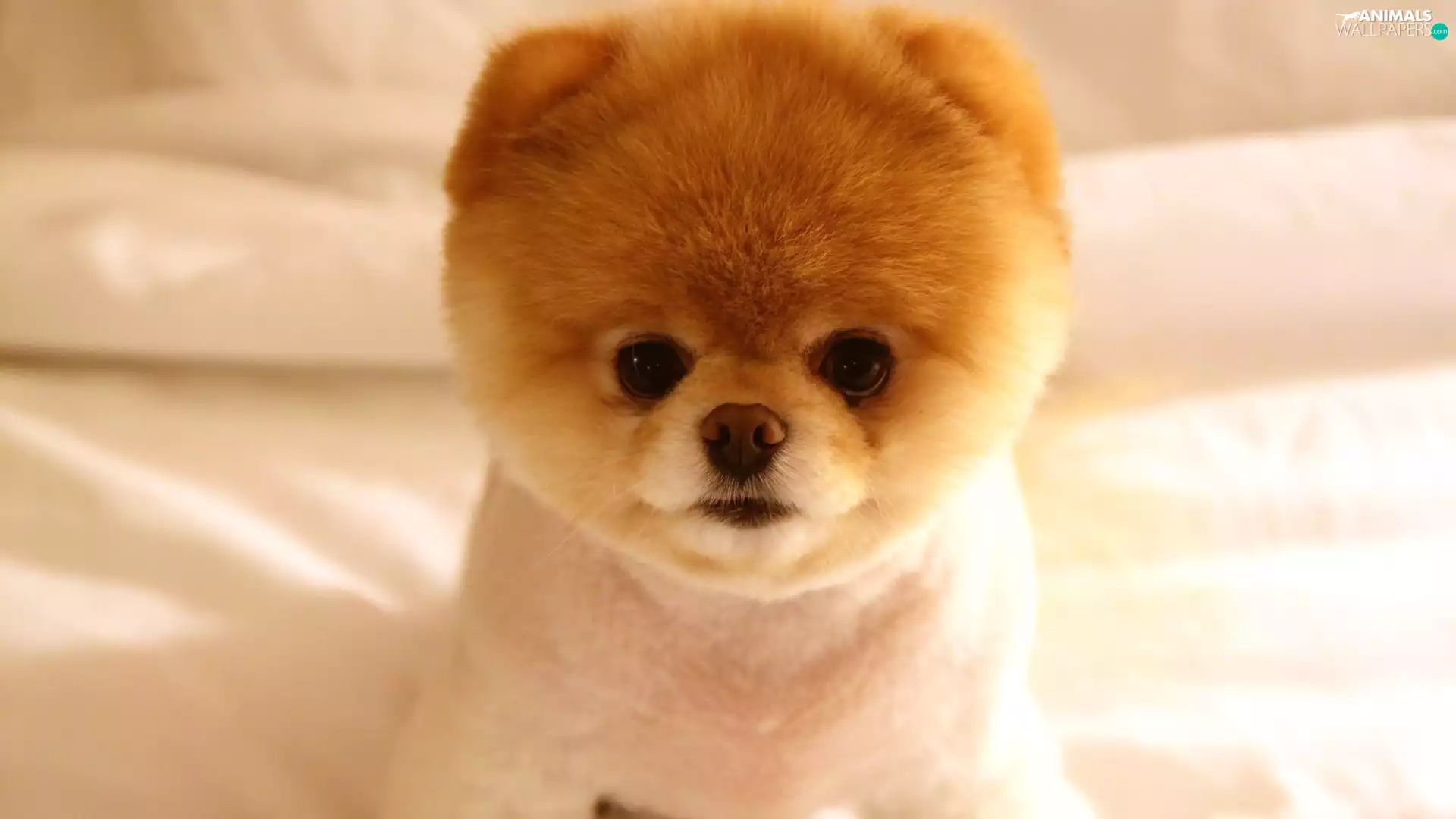 small, Toy Spitz, Pomeranian, doggy