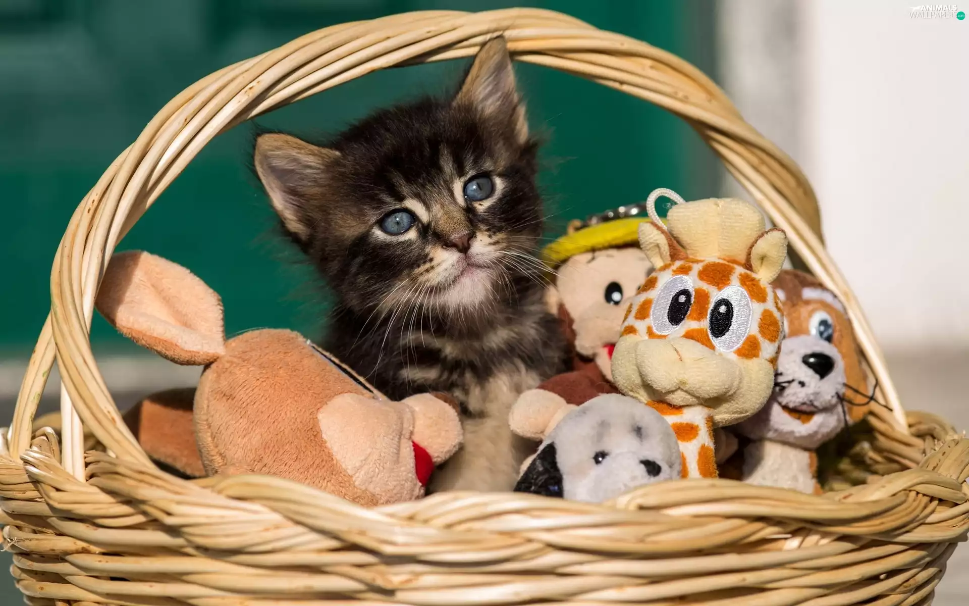 basket, toys, honeyed, kitten, small