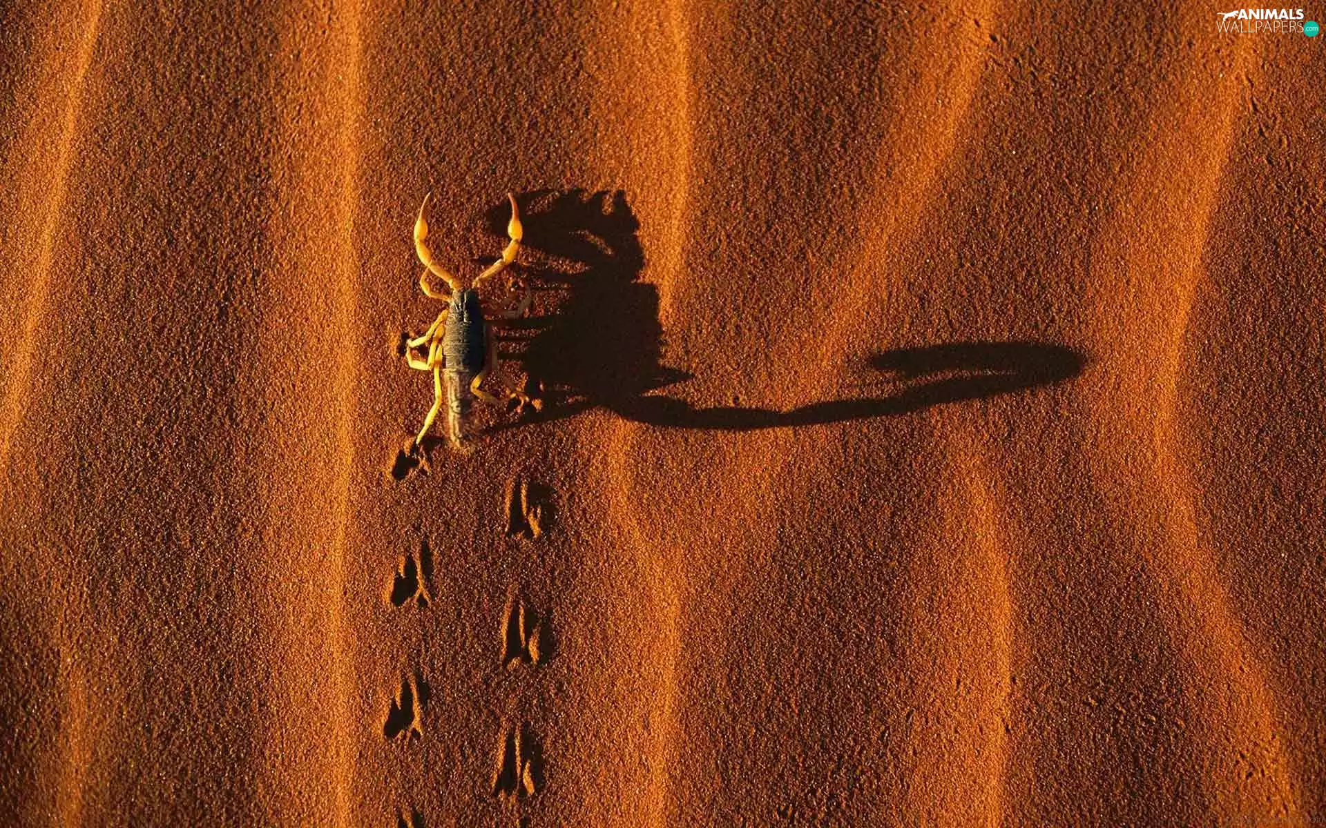 traces, Sand, Scorpion