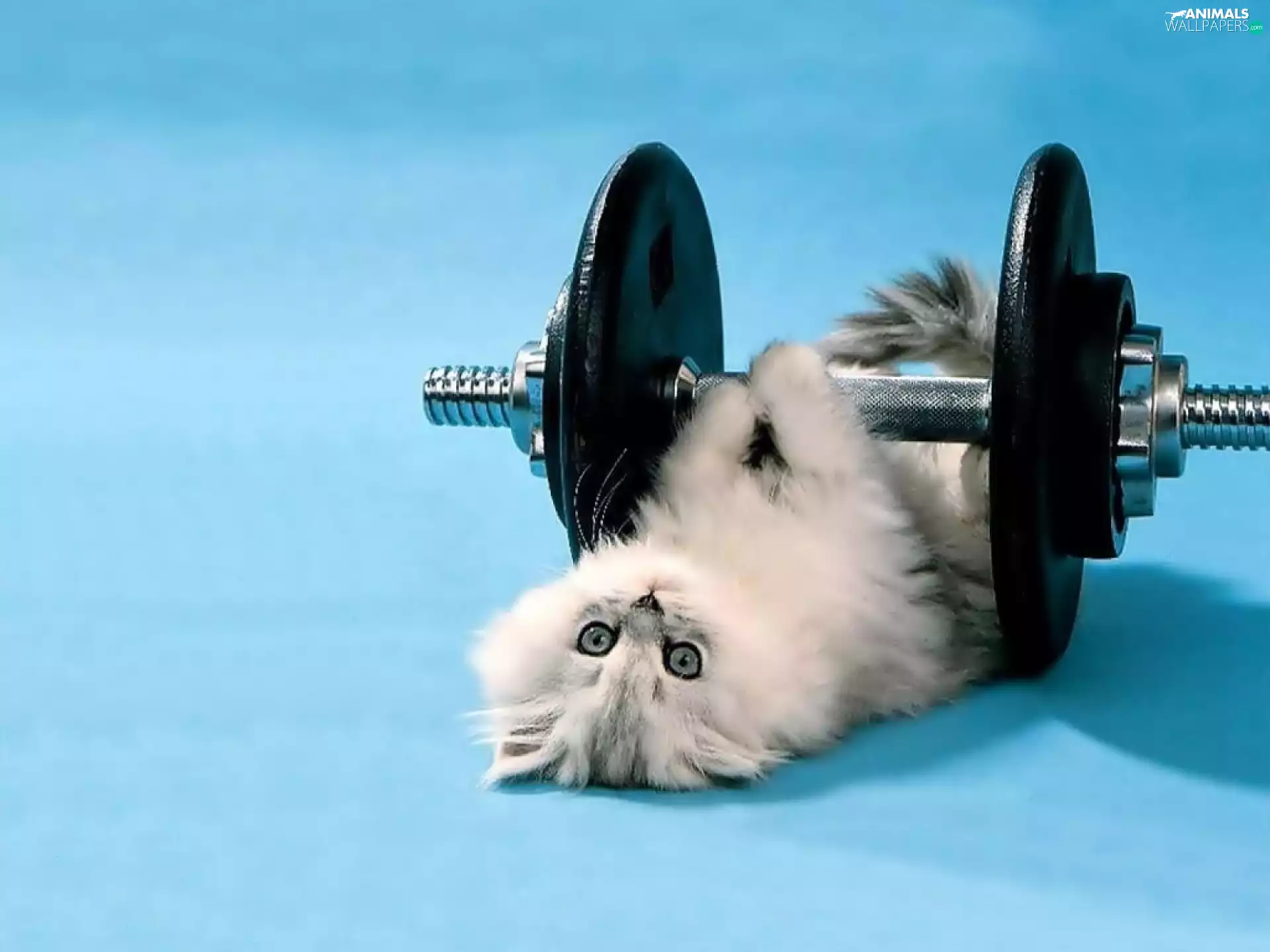 training, cat, weight