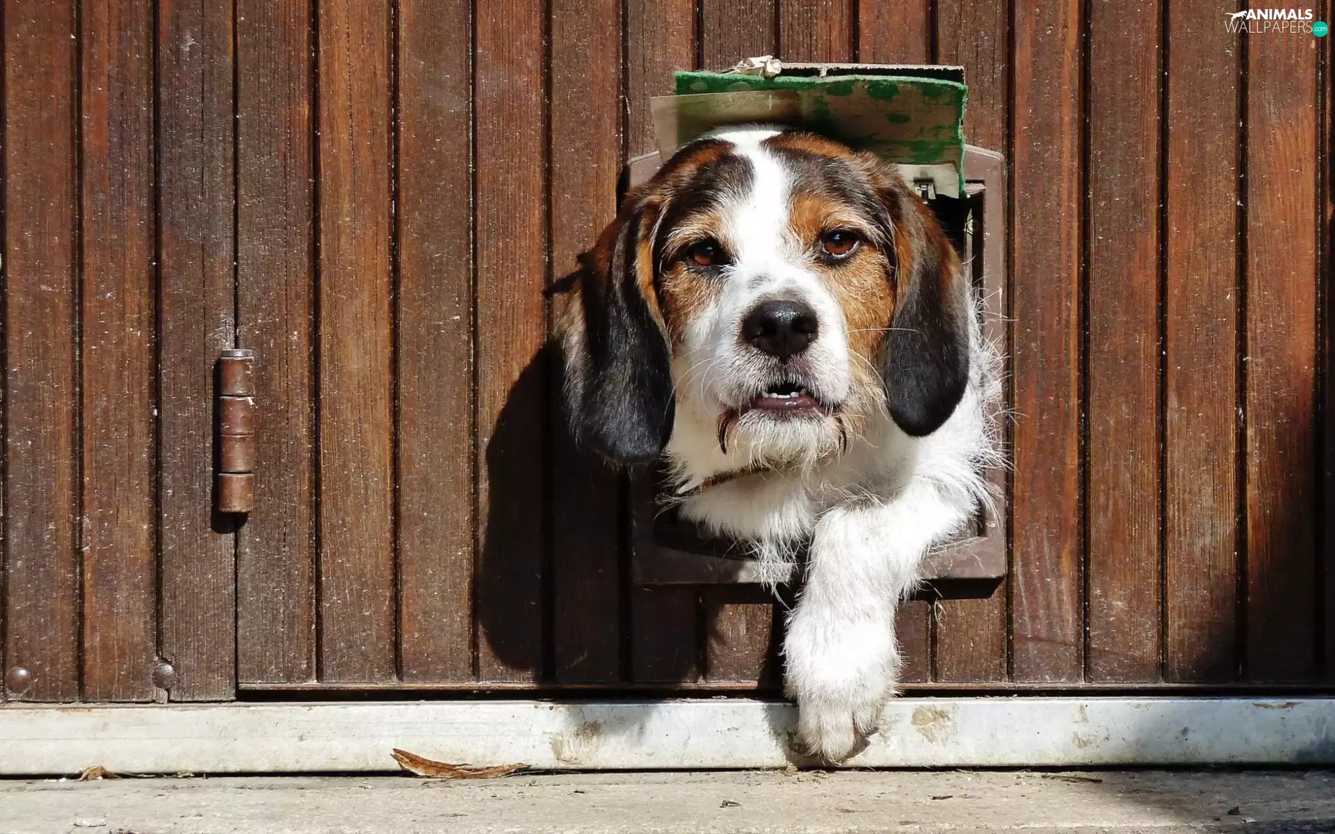 transition, head, dog