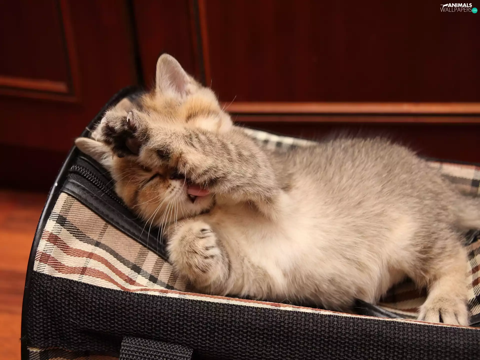 bag, Travel, sleepy, kitten, small