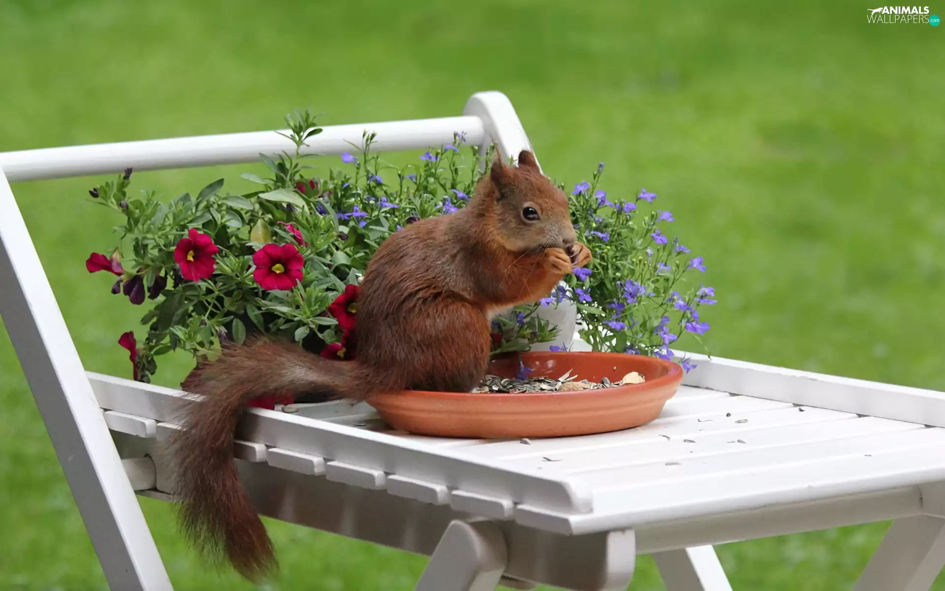 Sunflower, squirrel, garden, Flowers, Piece of Furniture, tray