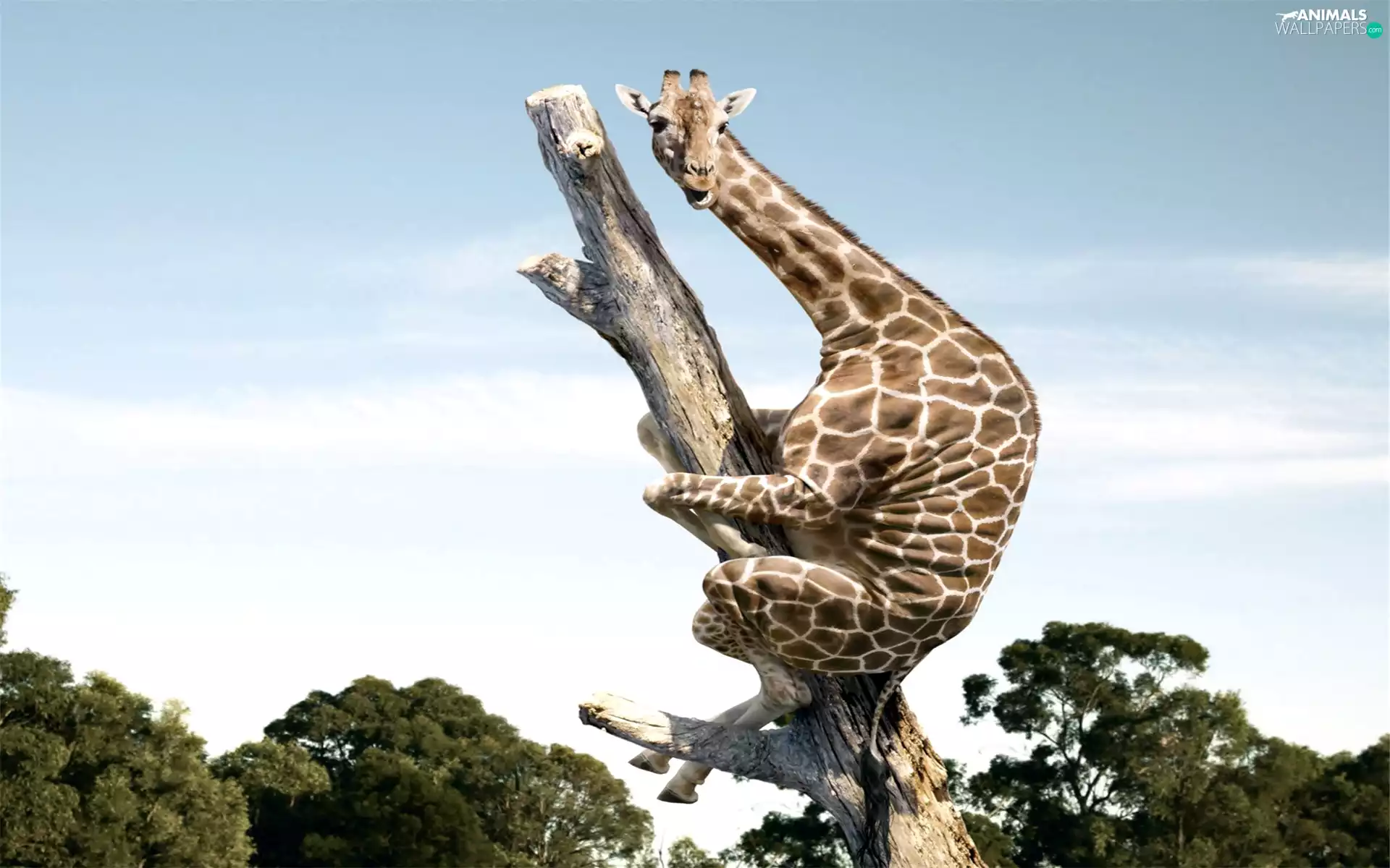 tree, giraffe, an
