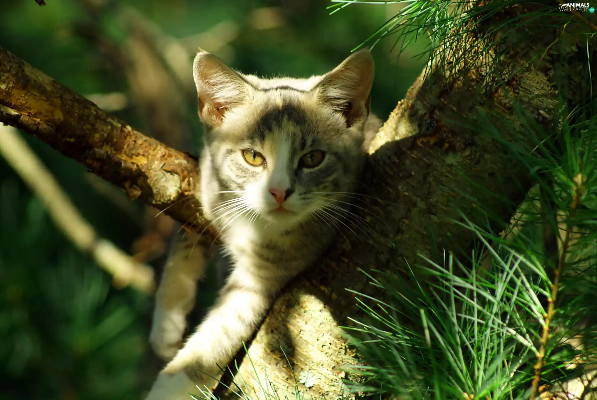 tree, kitten, an