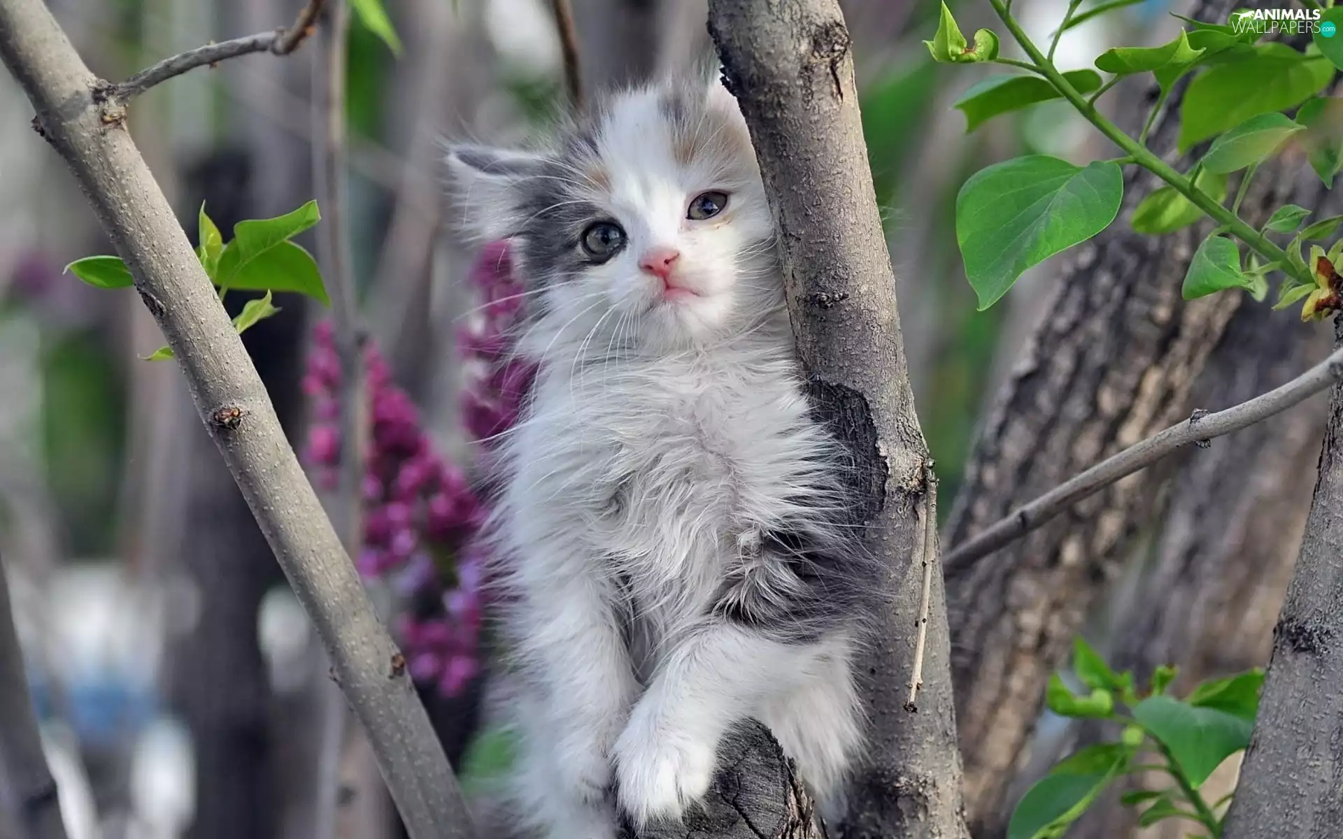 tree, kitten, an