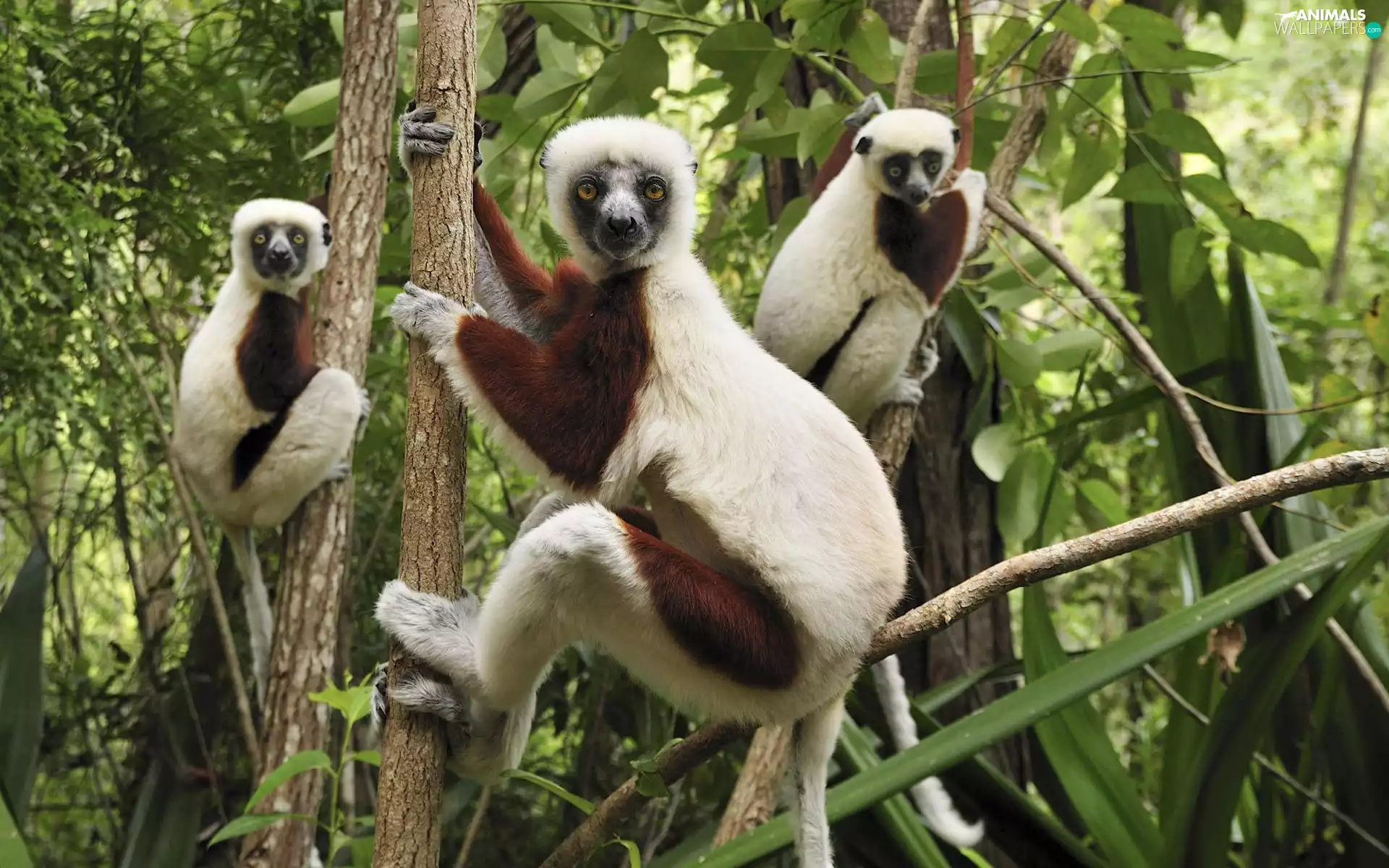 tree, lemurs, an
