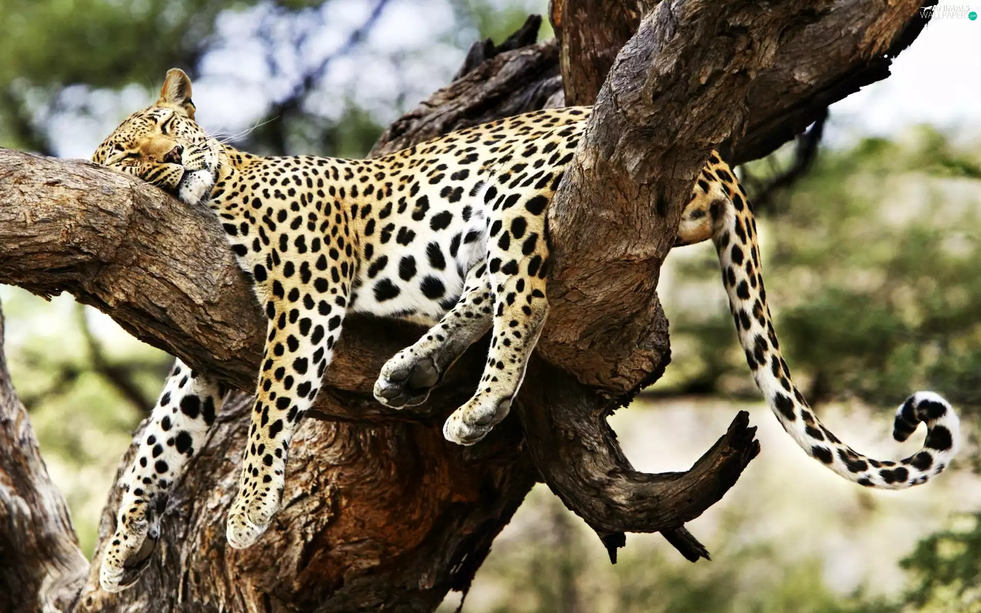 tree, Leopards, an