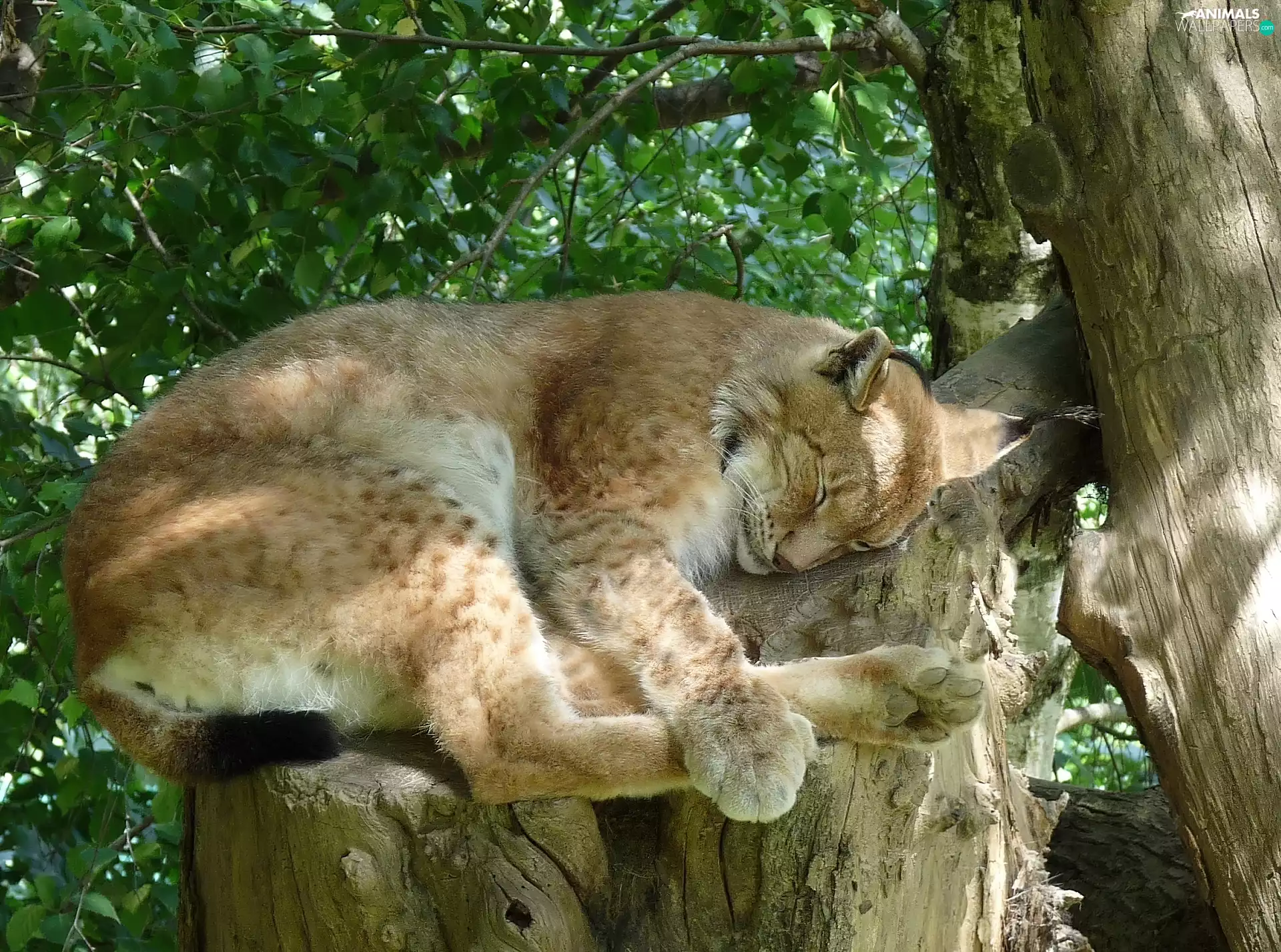 tree, Lynx, an